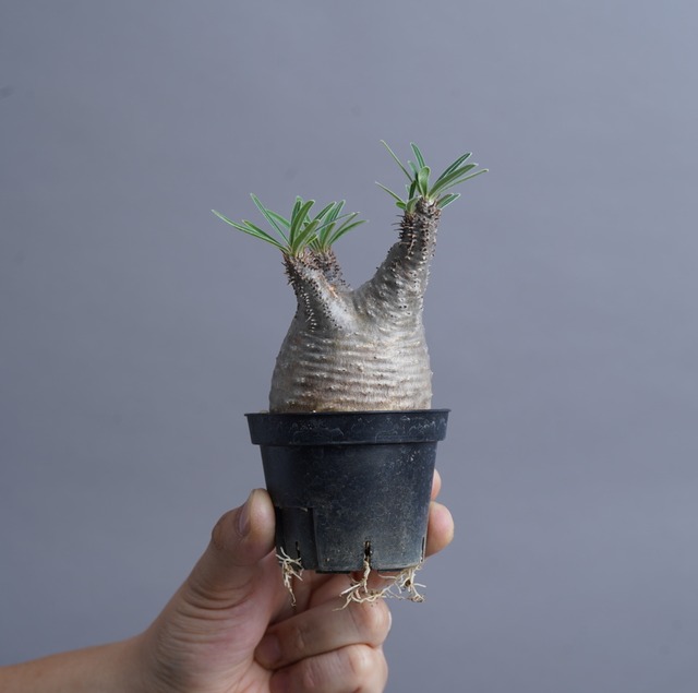 パキポディウム グラキリス no.1〈発根済み〉