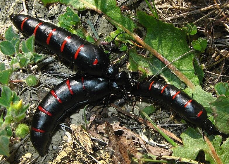 36mm】ツチハンミョウ 中央アフリカ産 オサムシマイマイカブリ 注文