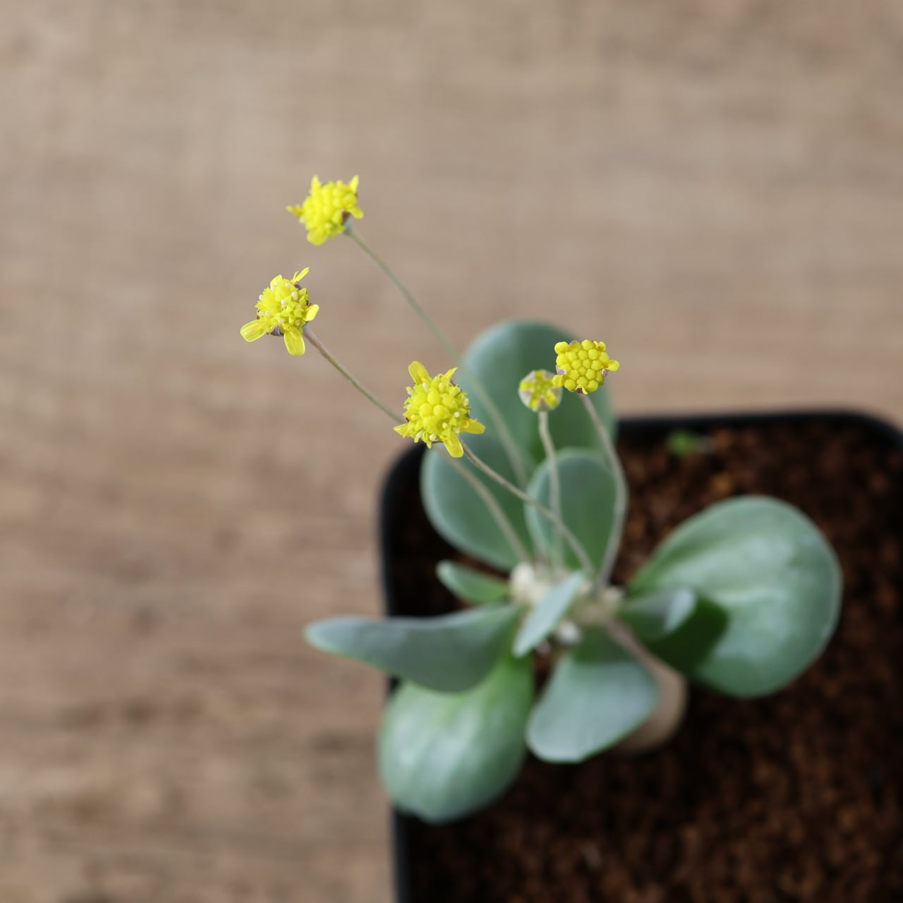 506『オトンナ ピグマエア』観葉植物【送料無料】 | MARX PLANTS