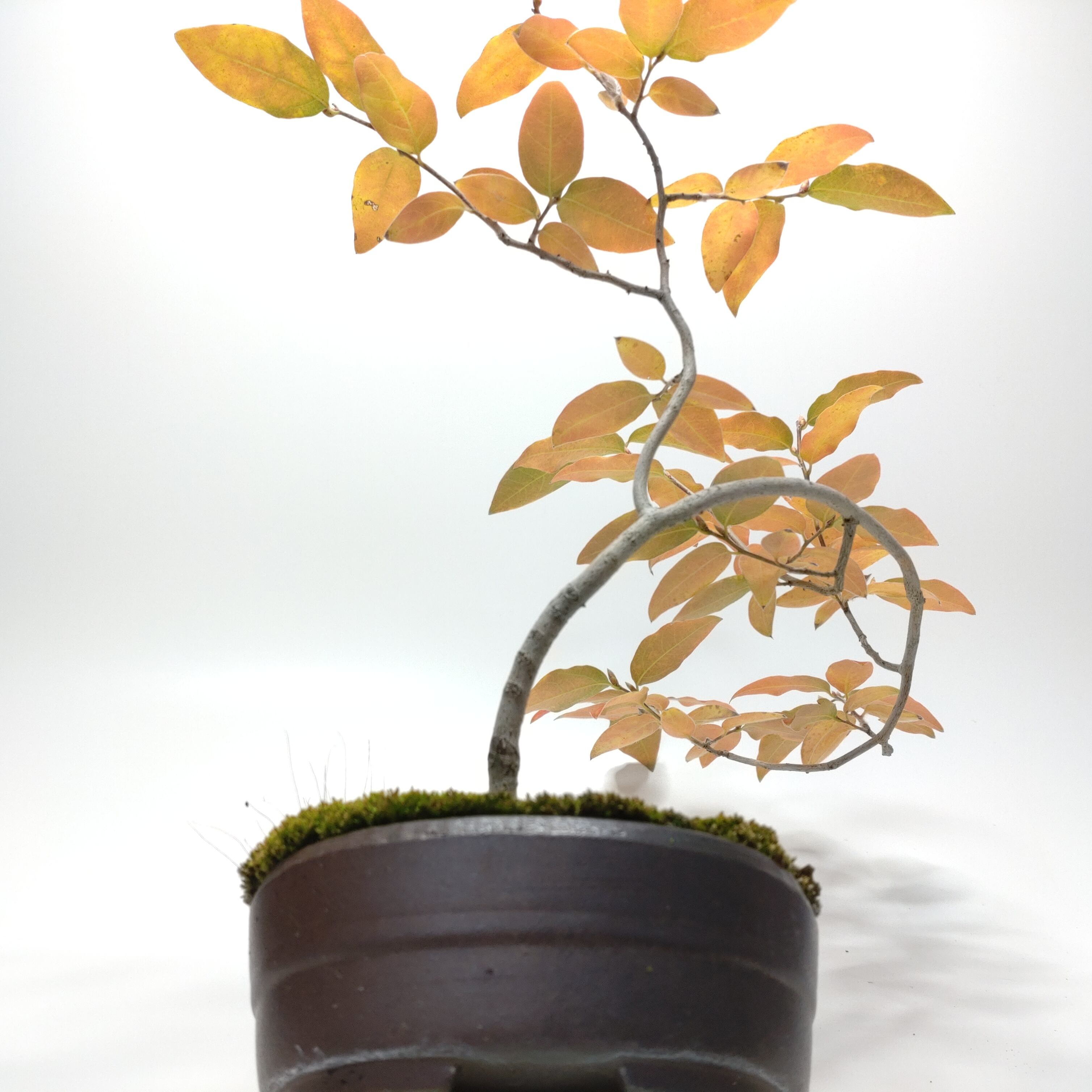 ヤマコウバシ盆栽 SS016 | 盆栽創【Bonsaisou】