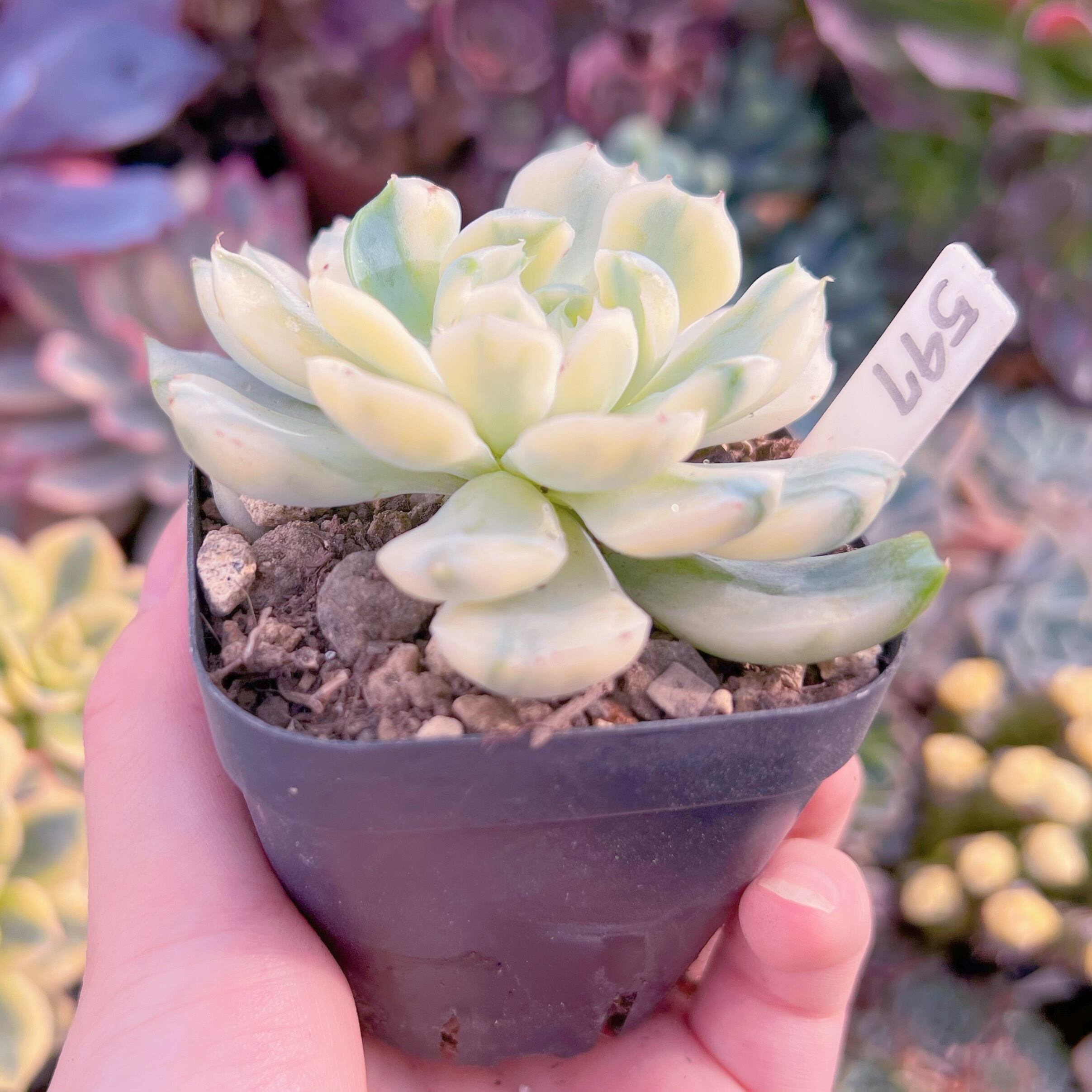 現品 クリームベリー錦#597 るる農園 | るる農園~多肉植物専門