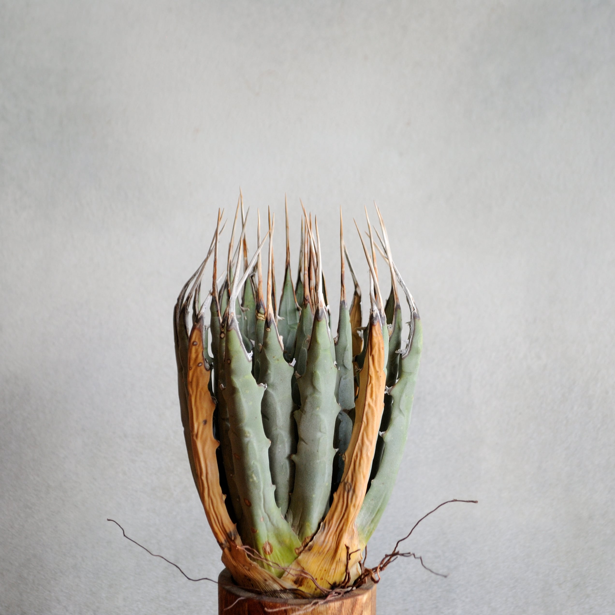 曲棘八雷 / 八荒雷神 子株 A~B | Agave Rocon