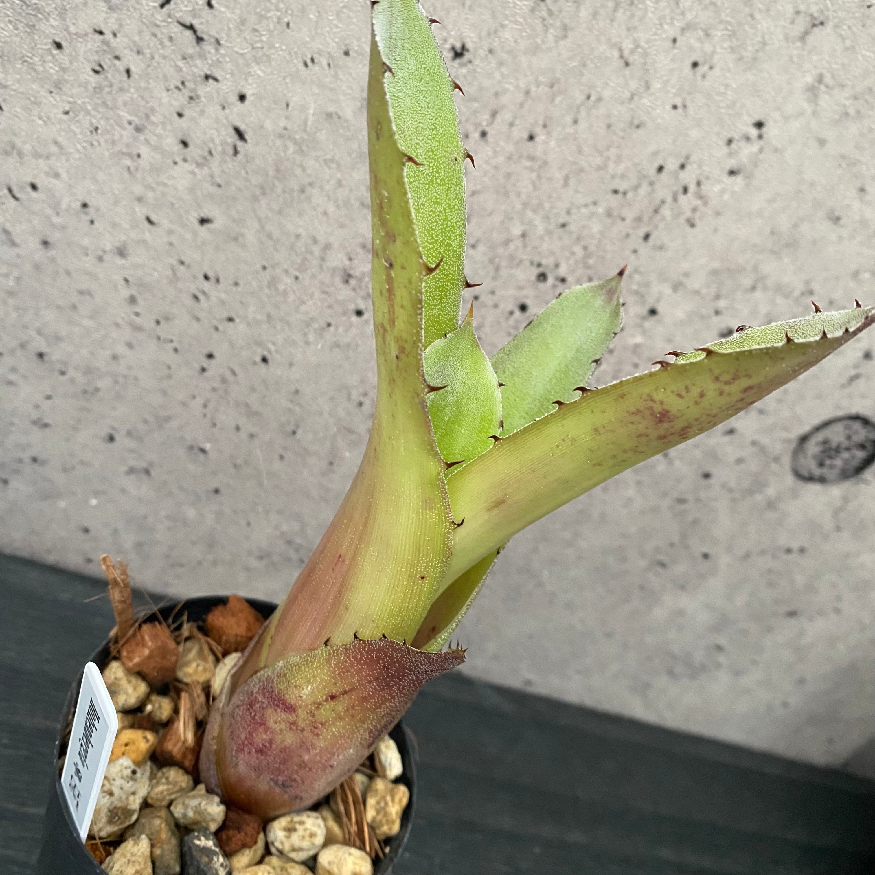 タンクブロメリア | Planet Plants プラネットプランツ