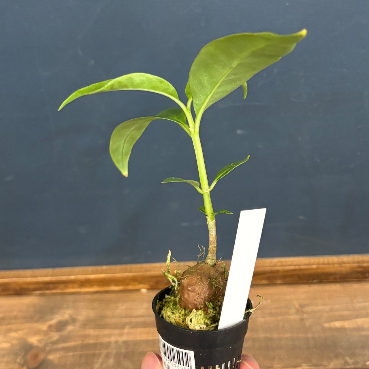 Hydnophytum radicans (simplex)【618】