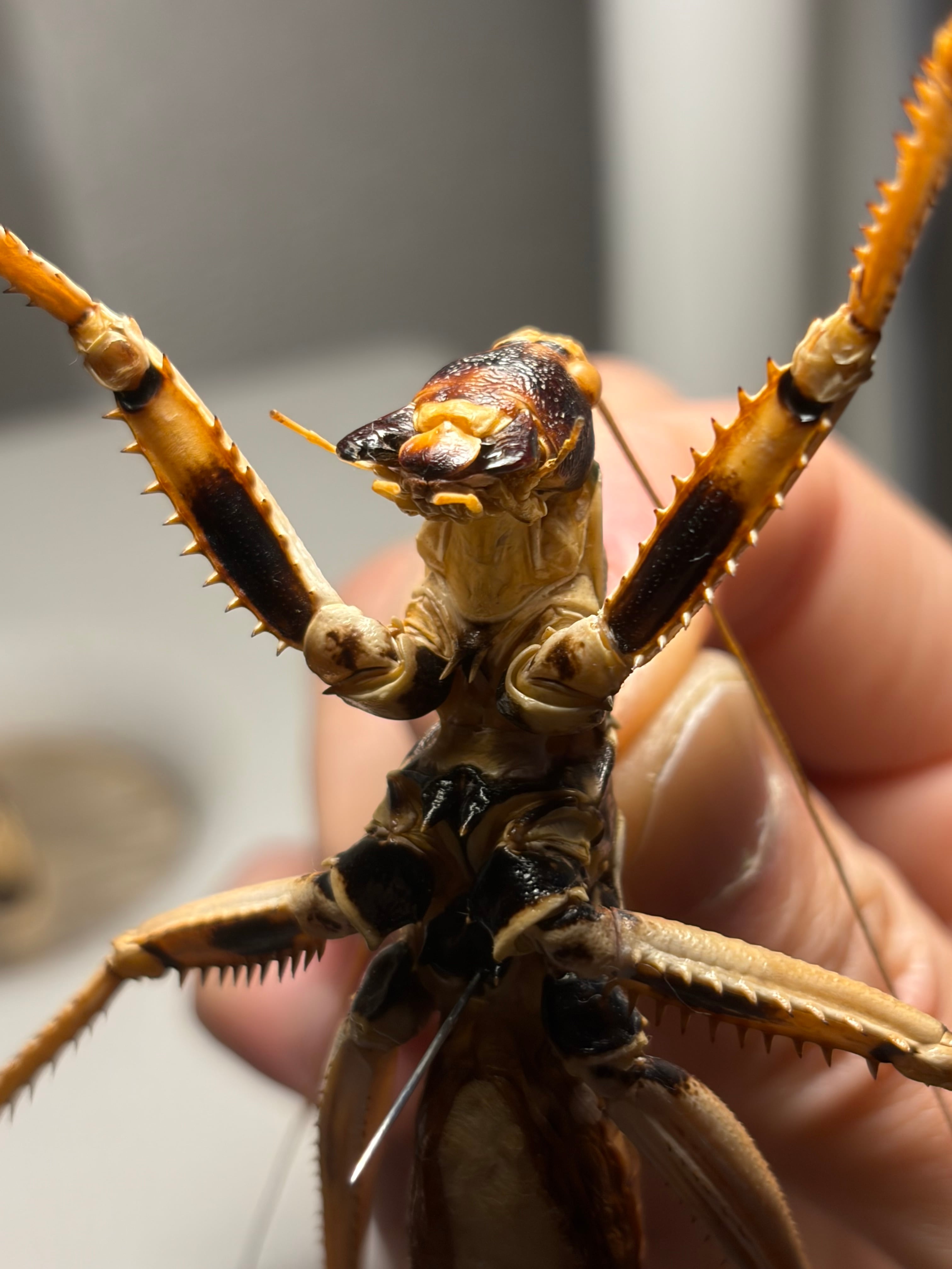 属内最大級】スタウトマジシャン アナトリアプレデターヤブコオロギ 直