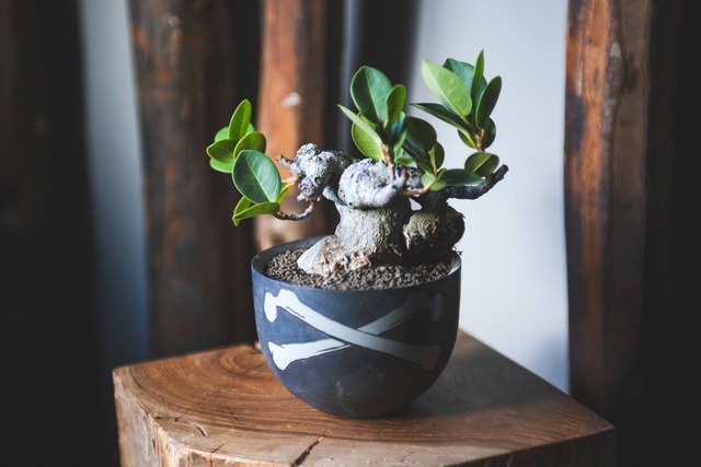 【ありがとう価格】Ficus microcarpa × VALIEM CROSSBONE 青坊主別注 Gray Color【XLsize】”青坊主別注 Gray Color【XLsize】