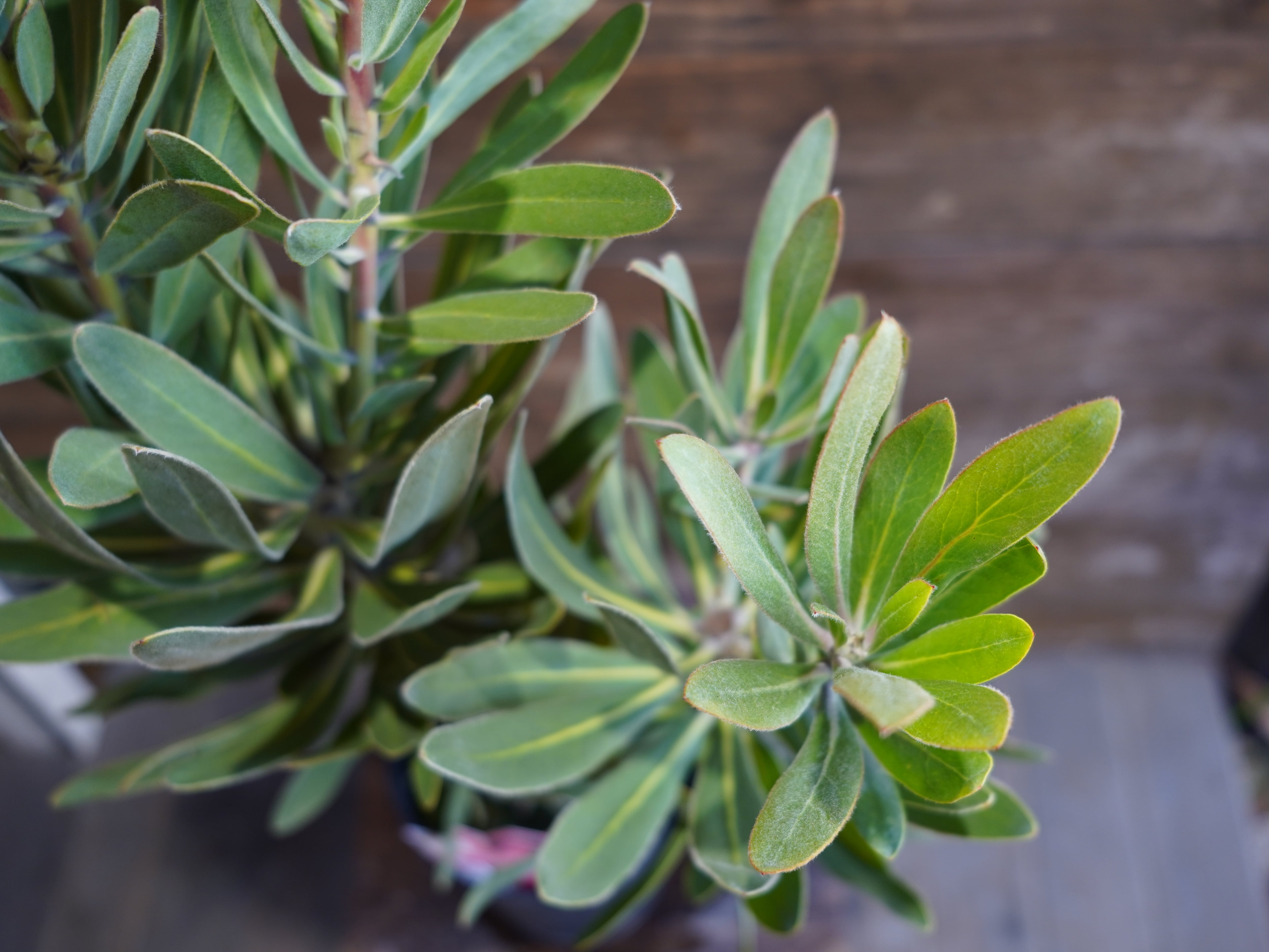 【現物】プロテア　”スペシャルピンクアイス”　A