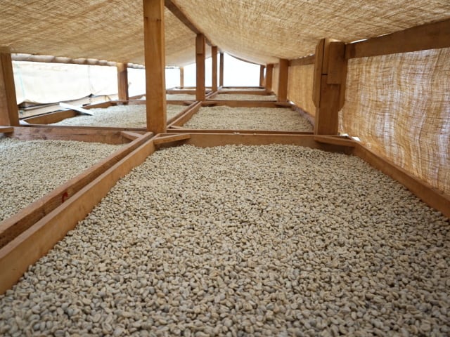 グアテマラ エル・インヘルト パカマラ 中浅煎り 150g