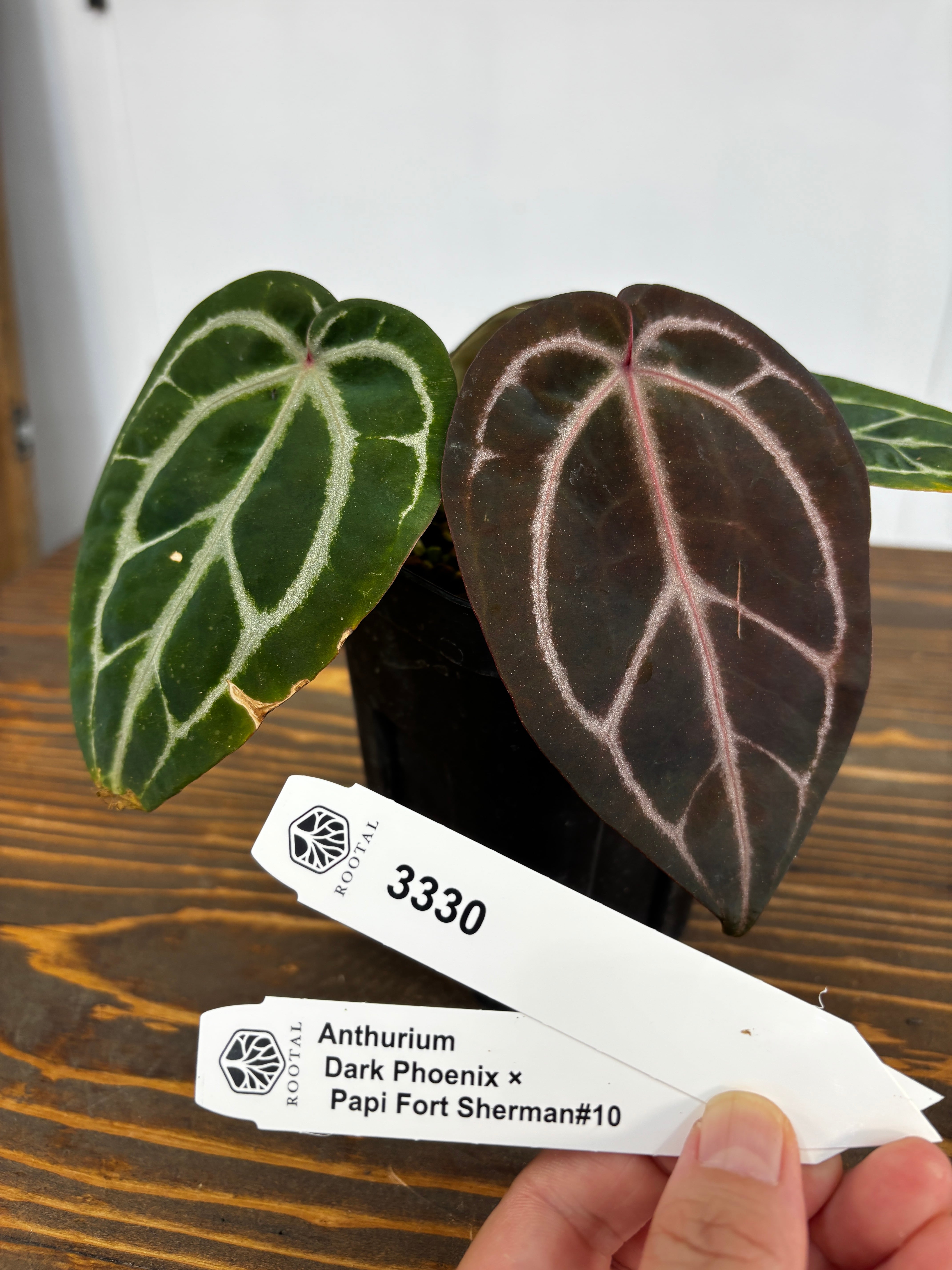アンスリウム | ROOTALPLANTS