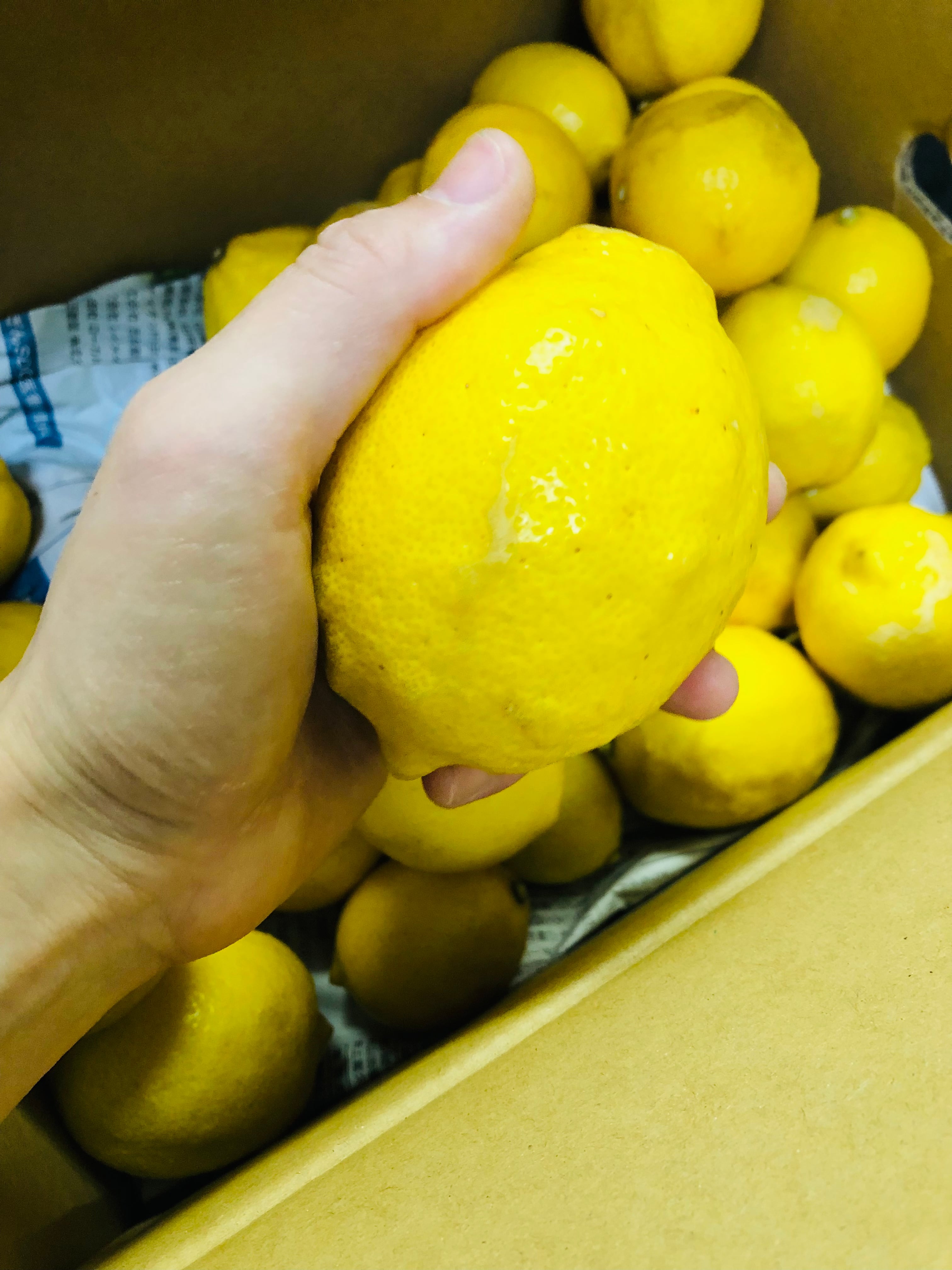 2025ウィークエンドシトロン大小セット