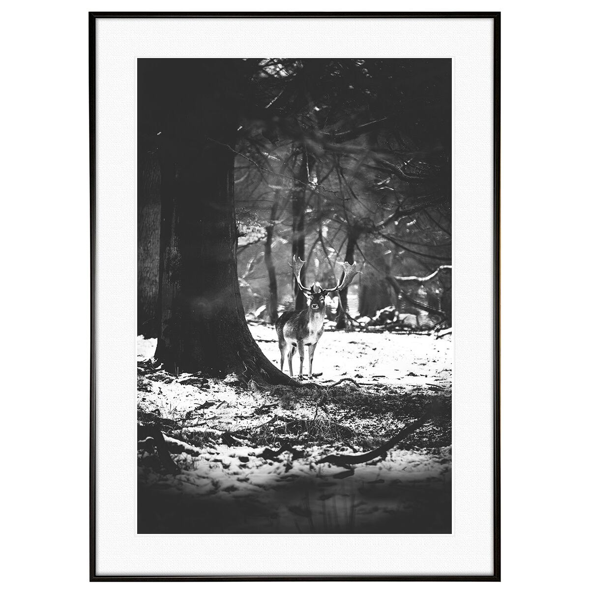 動物写真 シカ インテリア モノクロアートポスター額装 AS0858