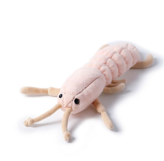 Kung Fu Mantis Shrimp_MC400141