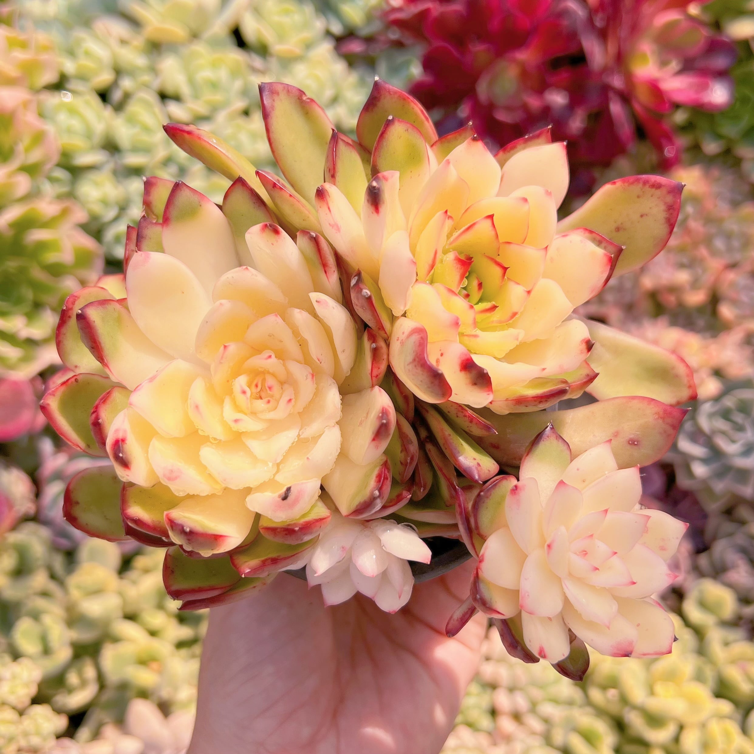 現品　プリリンゼアナ錦#2197　大群生　新入荷　るる農園