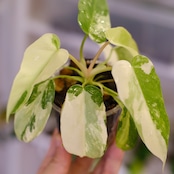 Philodendron Radiatum x Florida Beauty x Mayoi / フィロデンドロン②