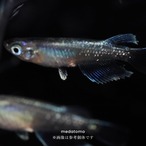 Blue butterfly - 青蝶メダカ稚魚 10匹 thumbnail 4