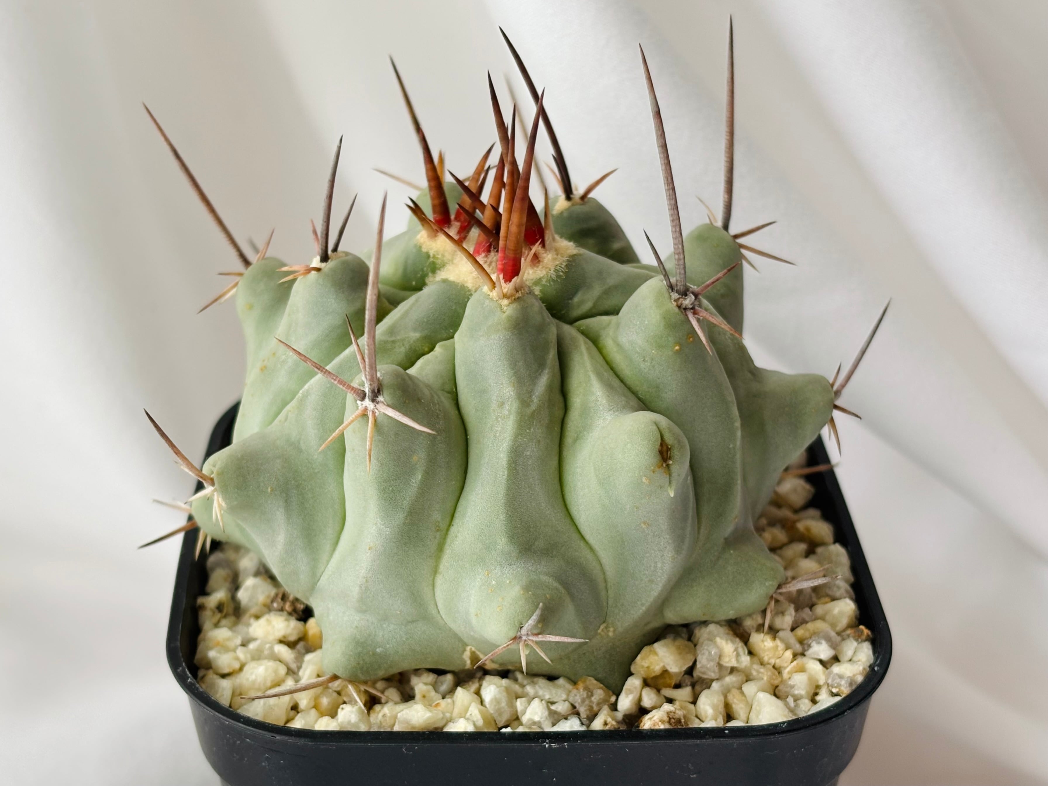 Thelocactus nidulans テロカクタス 鶴巣丸 サボテン | plants MARU