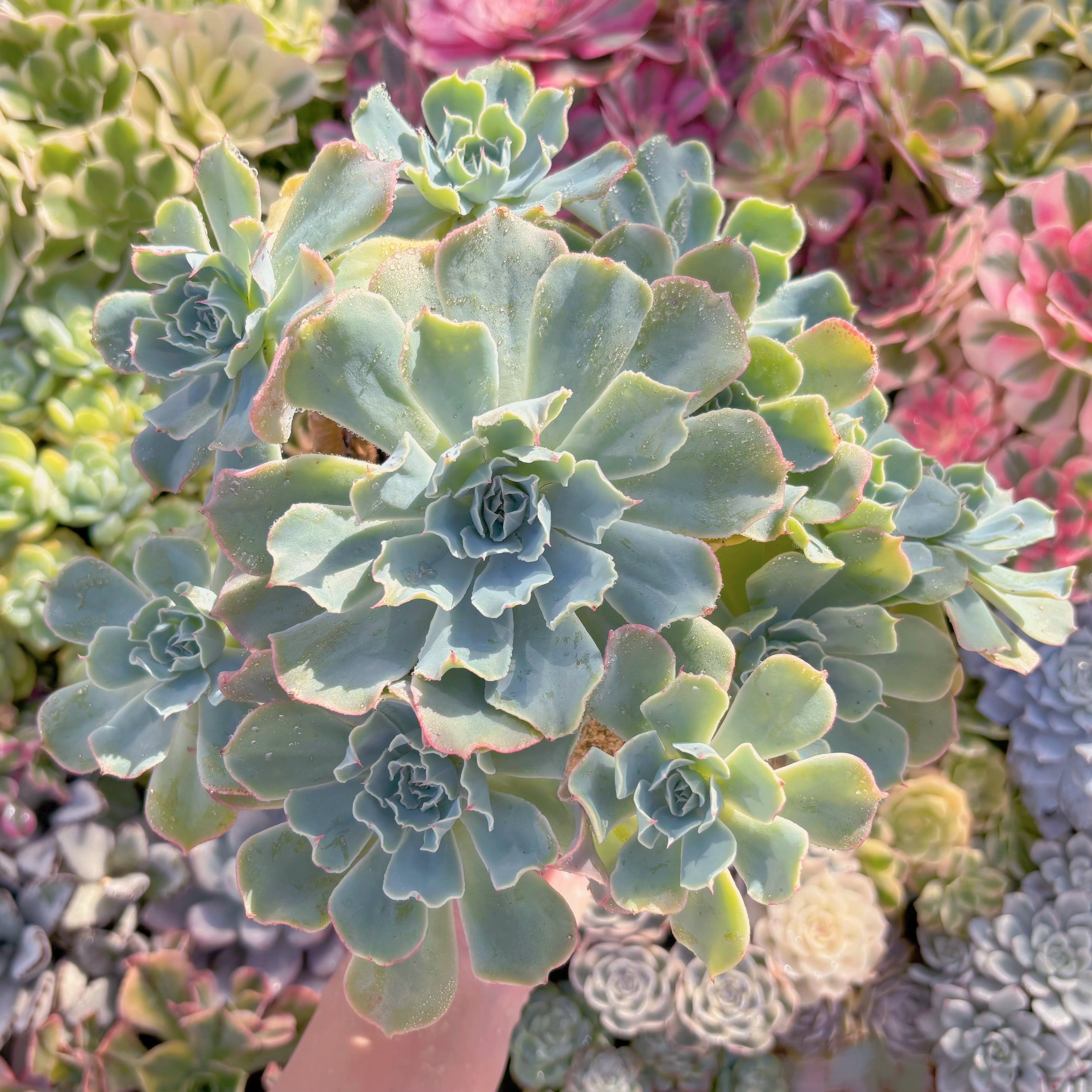 現品　Tsunami#201　特大群生    るる農園