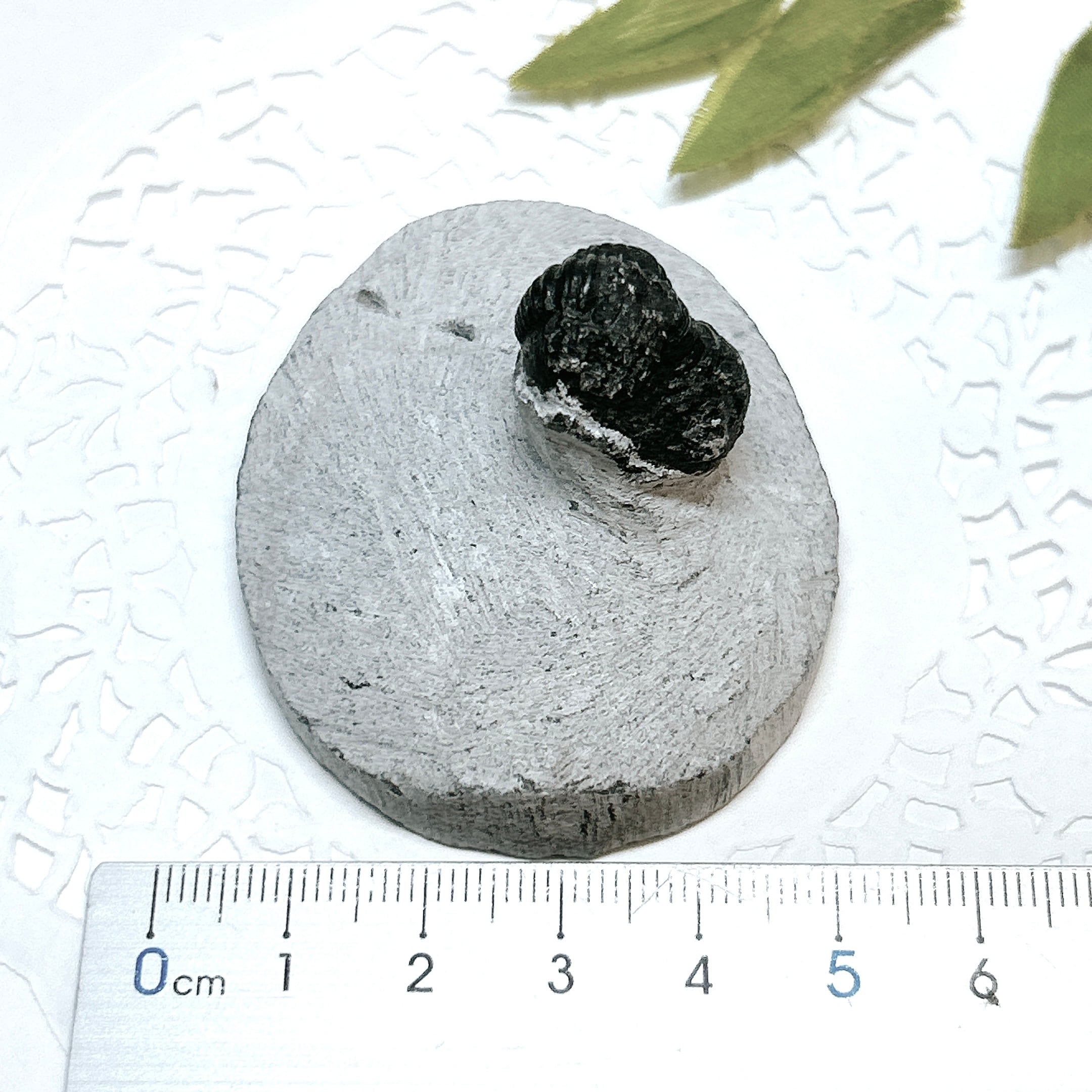 17914】三葉虫 古生代デボン紀 化石 モロッコ 化石標本 | クリスタル