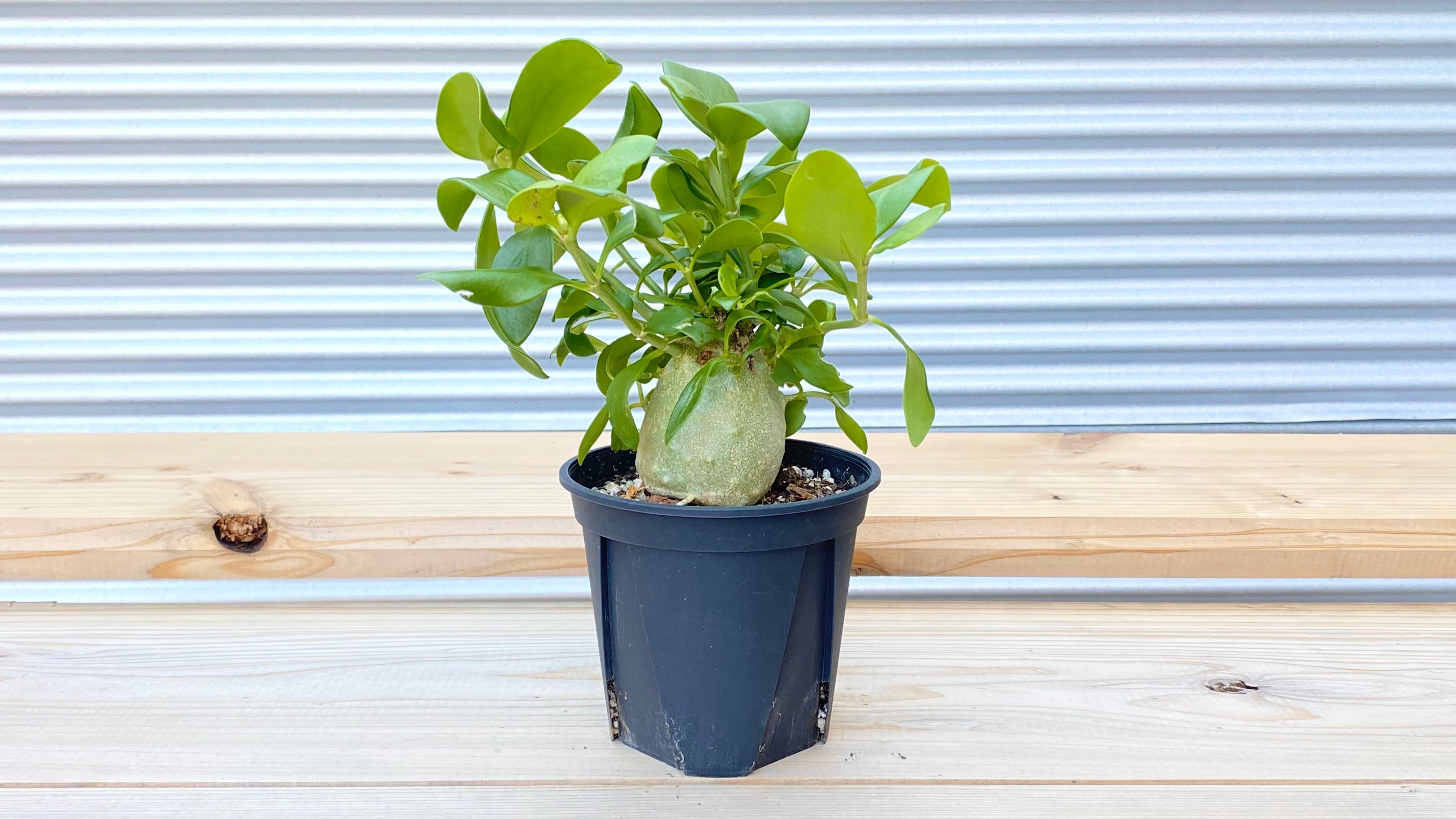 観葉植物】ヒドノフィツム パプアナム 4号鉢 | 観葉植物専門店