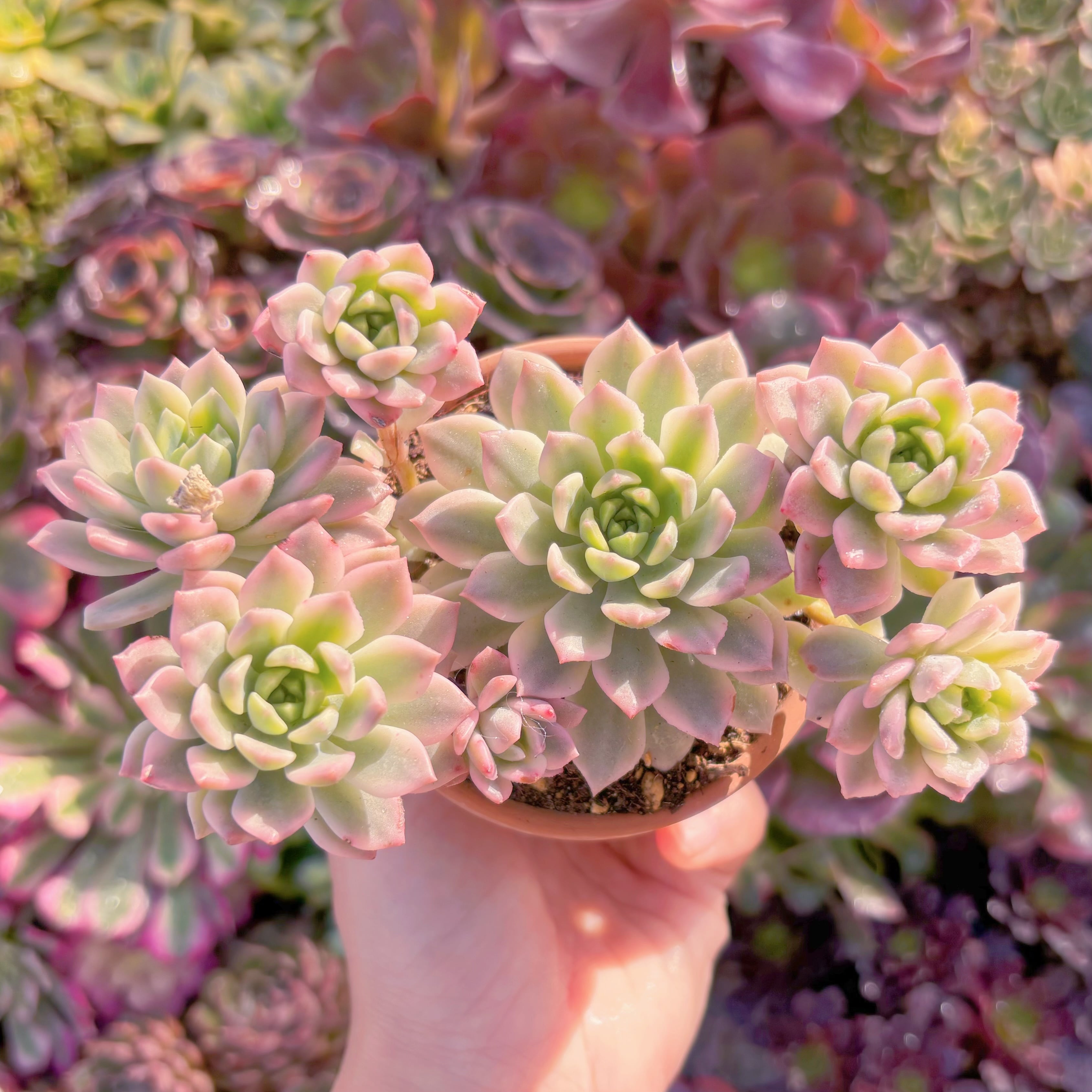 現品　マッコス錦#K020　群生　直径約13cm  新入荷　るる農園