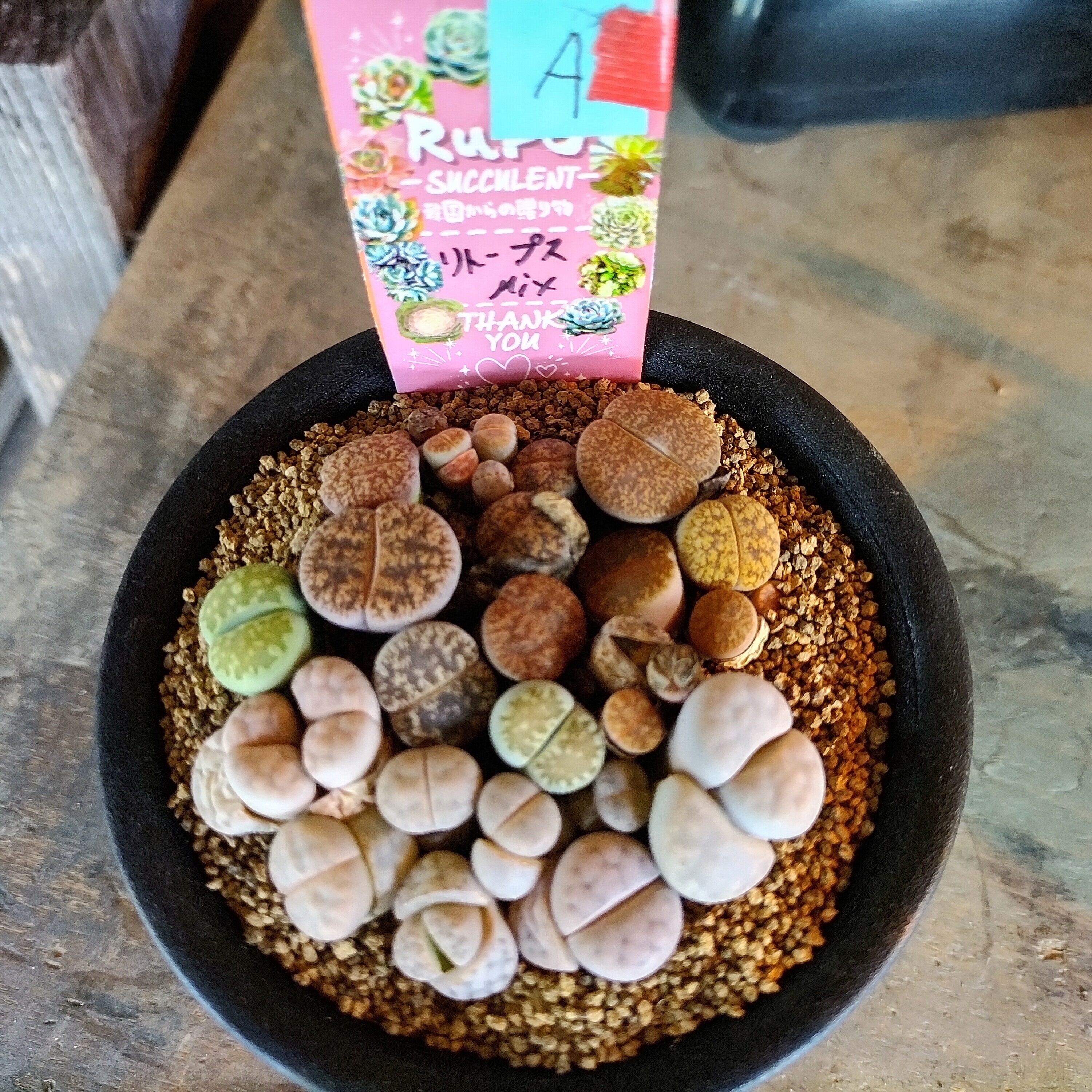 T)リトープスMIX | RuPo 多肉植物専門店