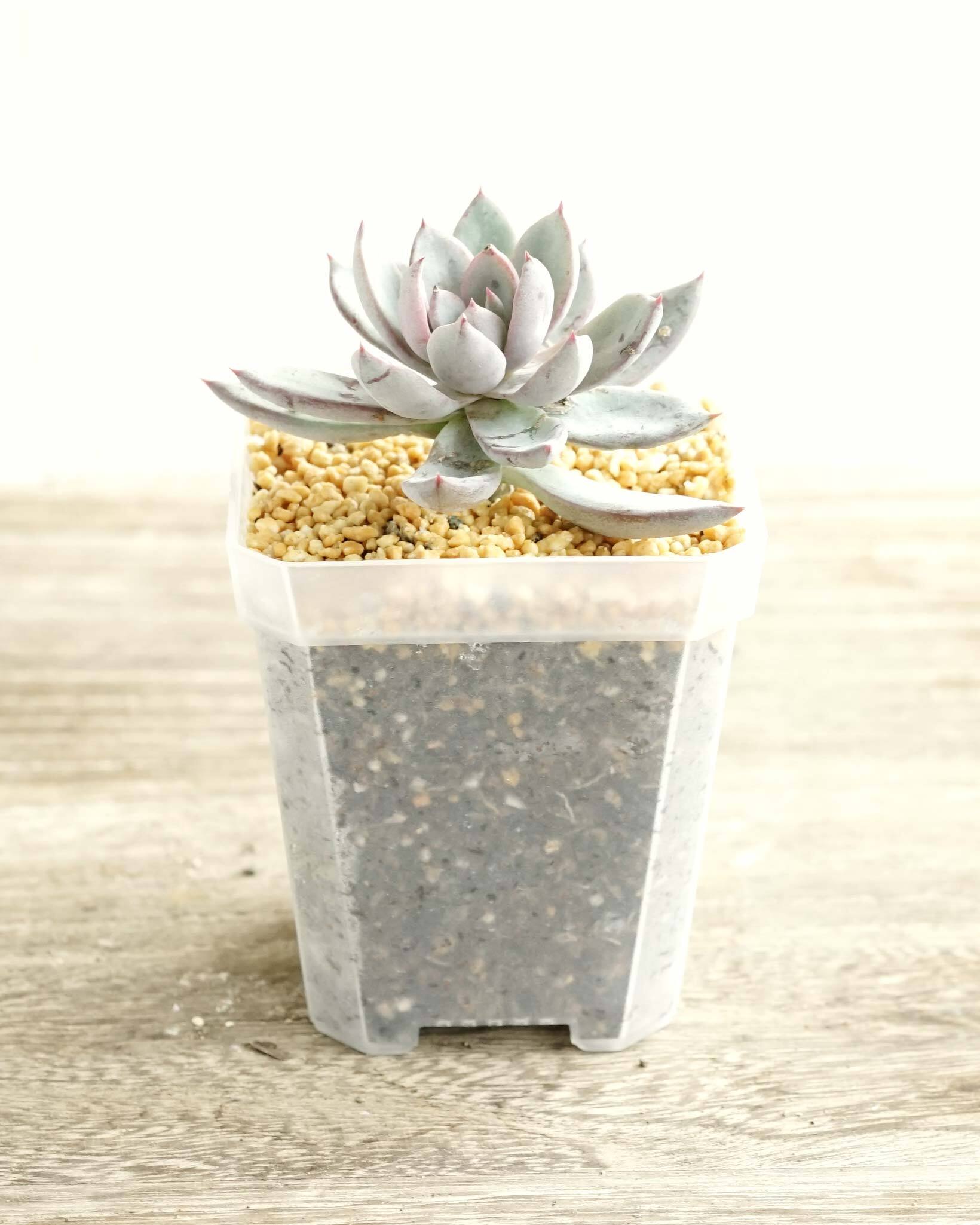 Solid Square Pot 7cm クリア | PUKUBOOK SUCCULENTS