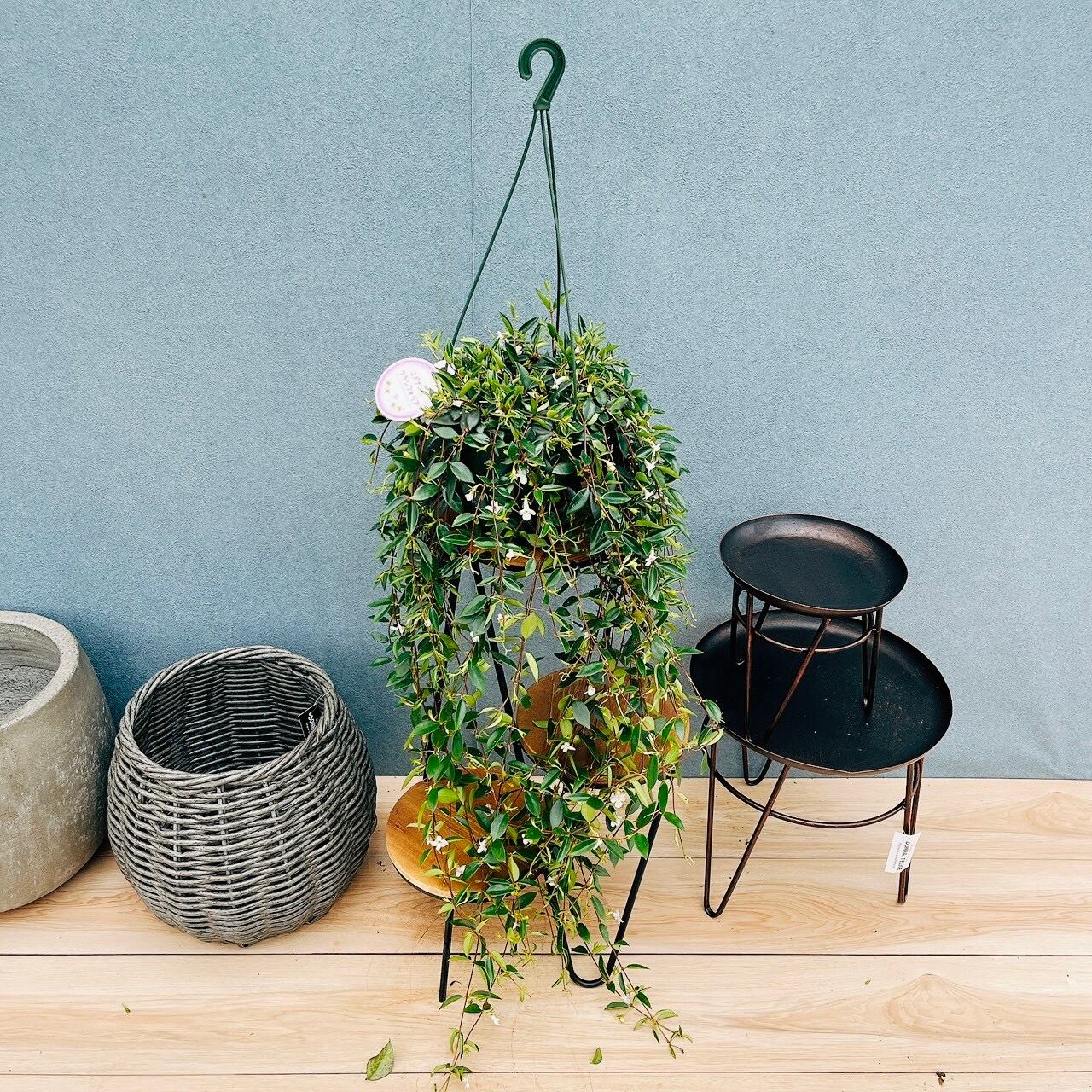現品］【希少】1番 キンモウコウ 7号 観葉植物 レア 室内 希少