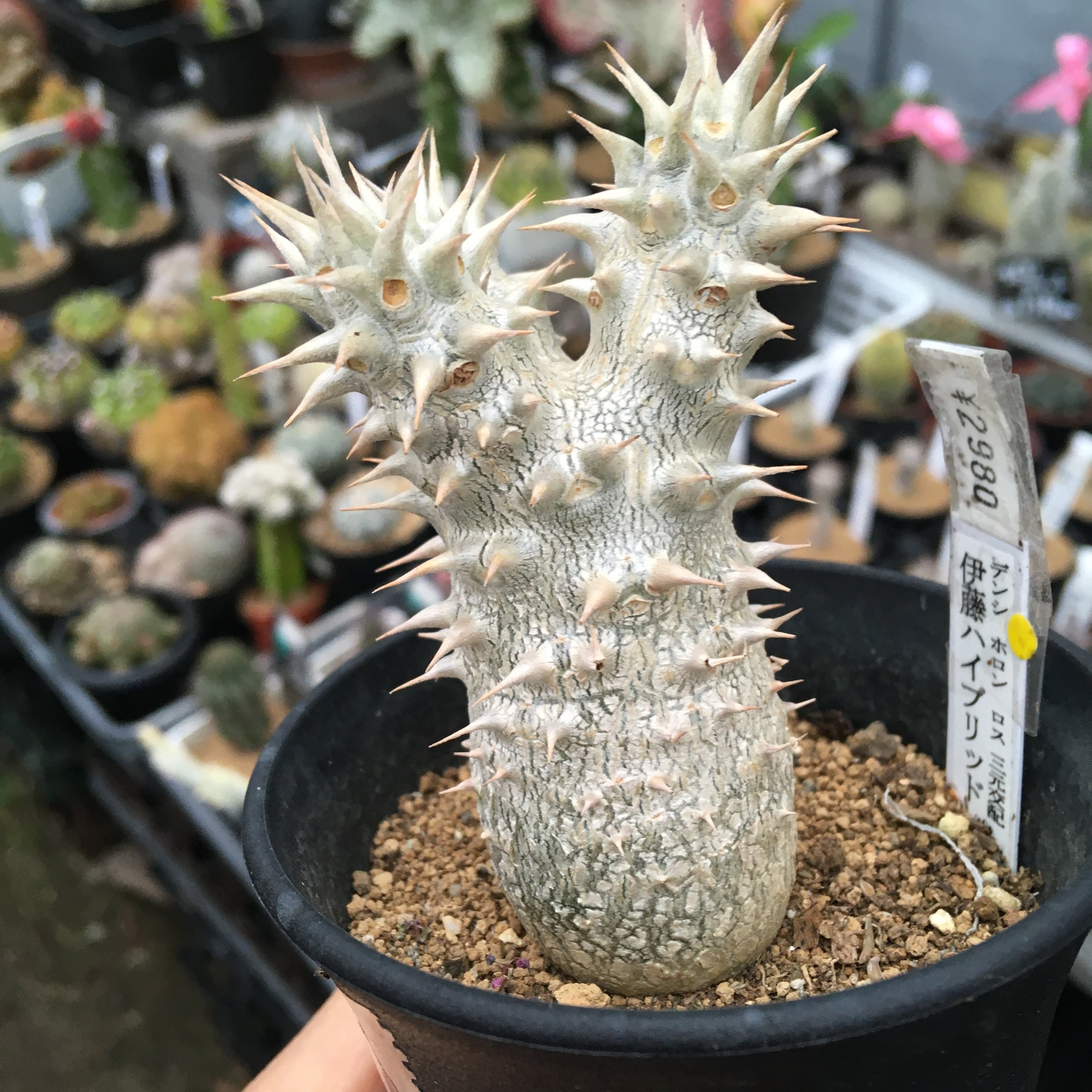 T) デンシ ホロン ロス 三元交配 伊藤 ハイブリッド | RuPo 多肉植物専門店