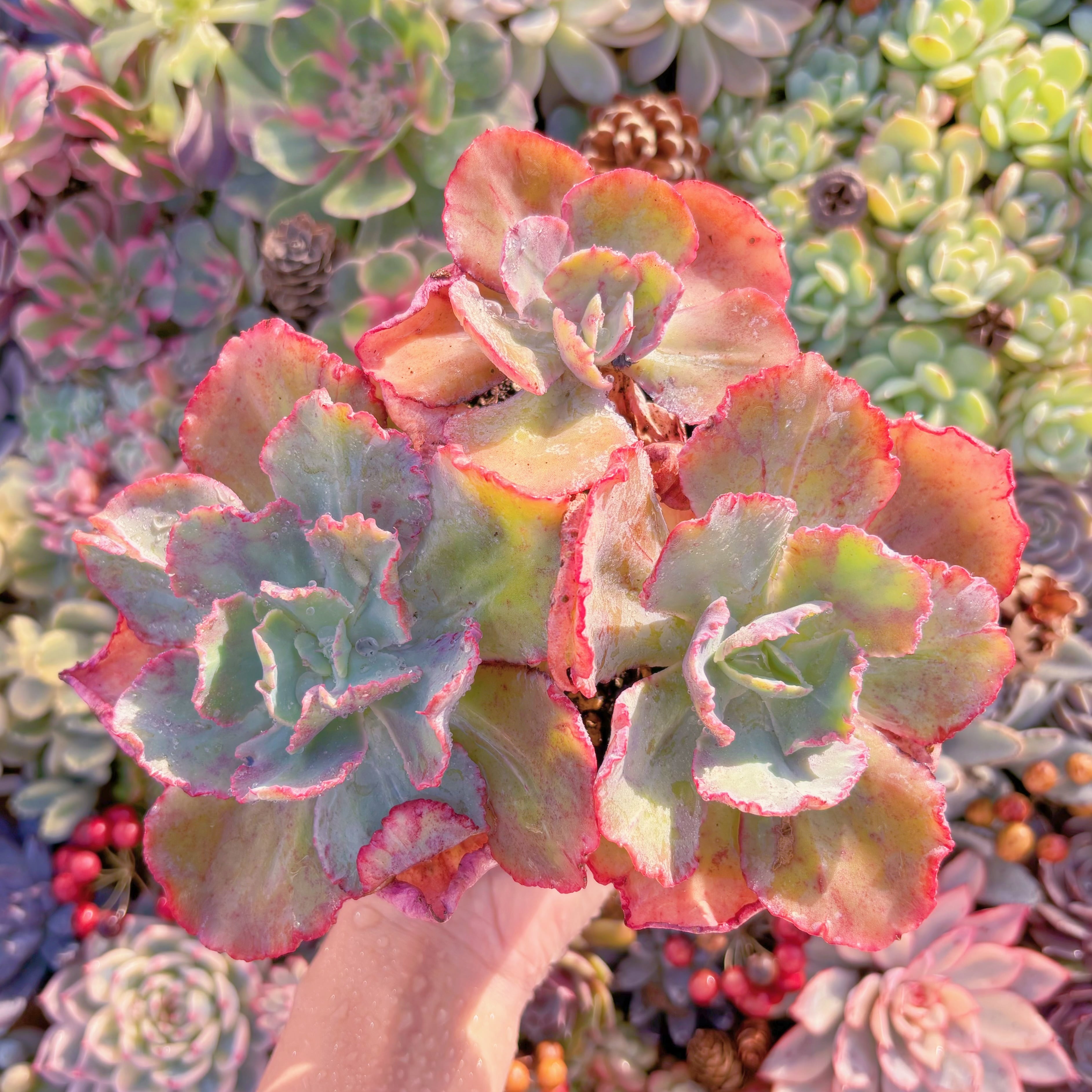 現品　火山女神#622　特大群生　るる農園