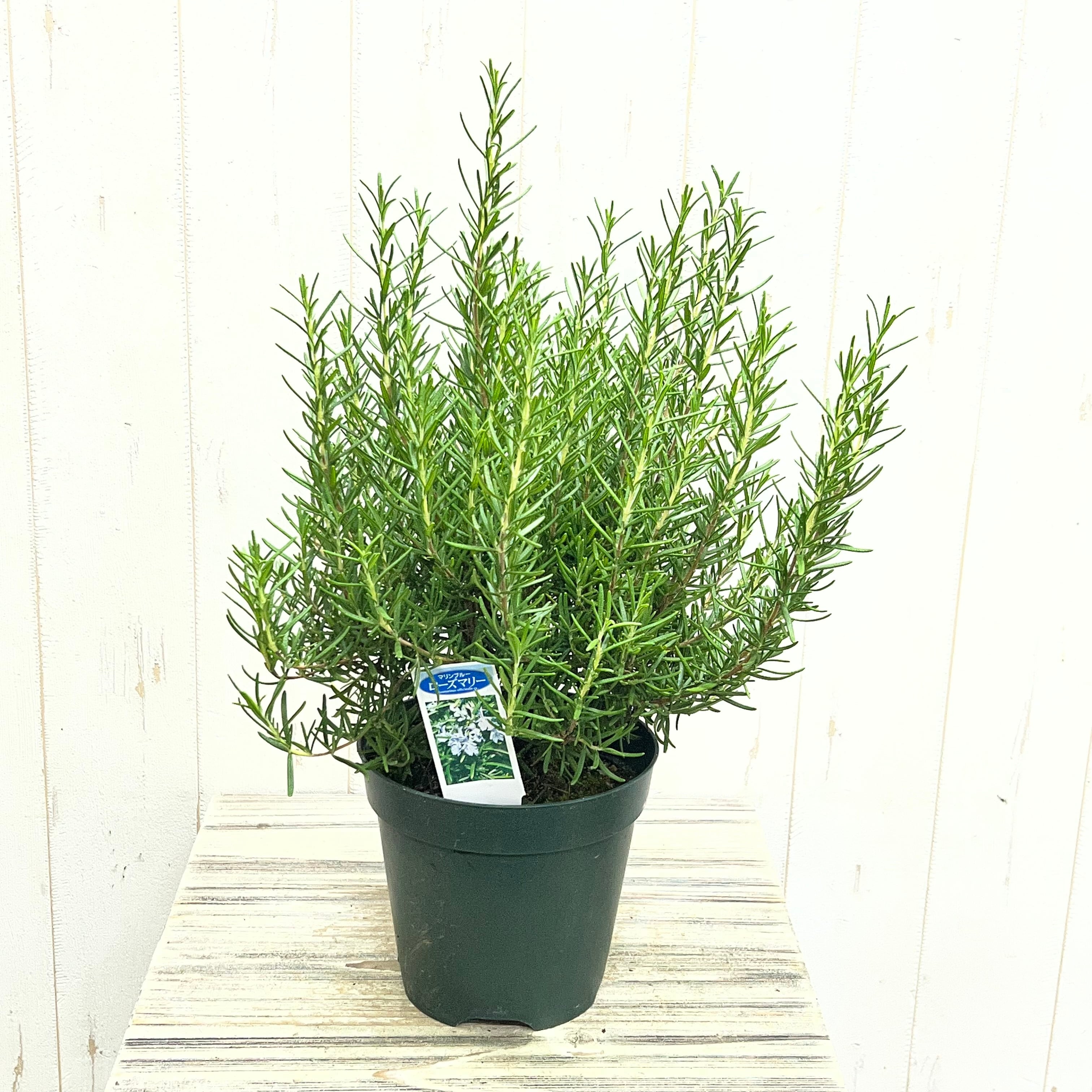 PLANTS SHOP OLIVE