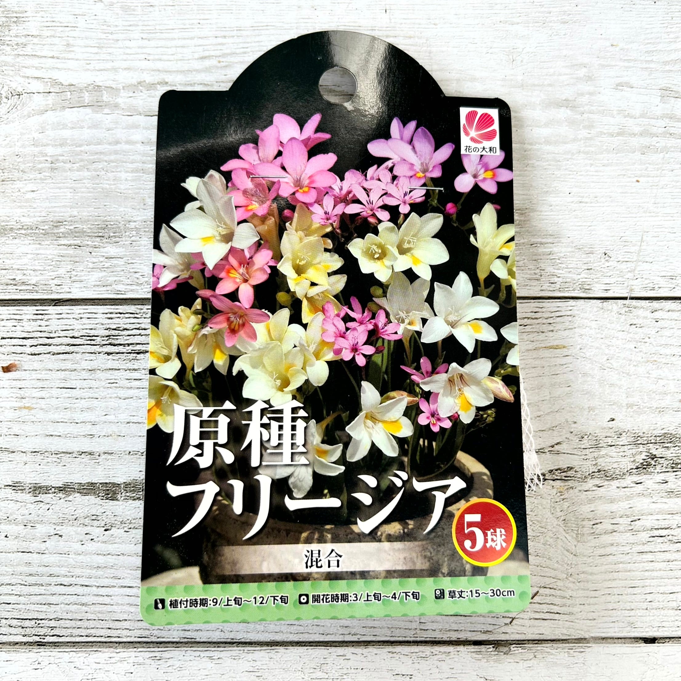 多肉植物 アエオニウム 孔雀白錦 美苗 #孔3 | PAY ID