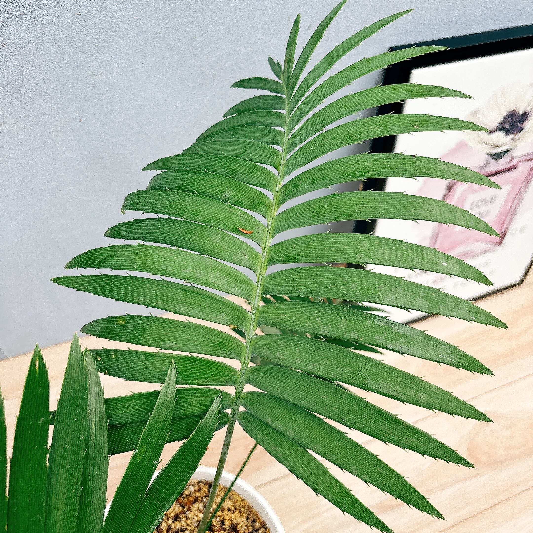 現品］【希少】1番 ディオーンスピヌロスム 7号 観葉植物 レア 