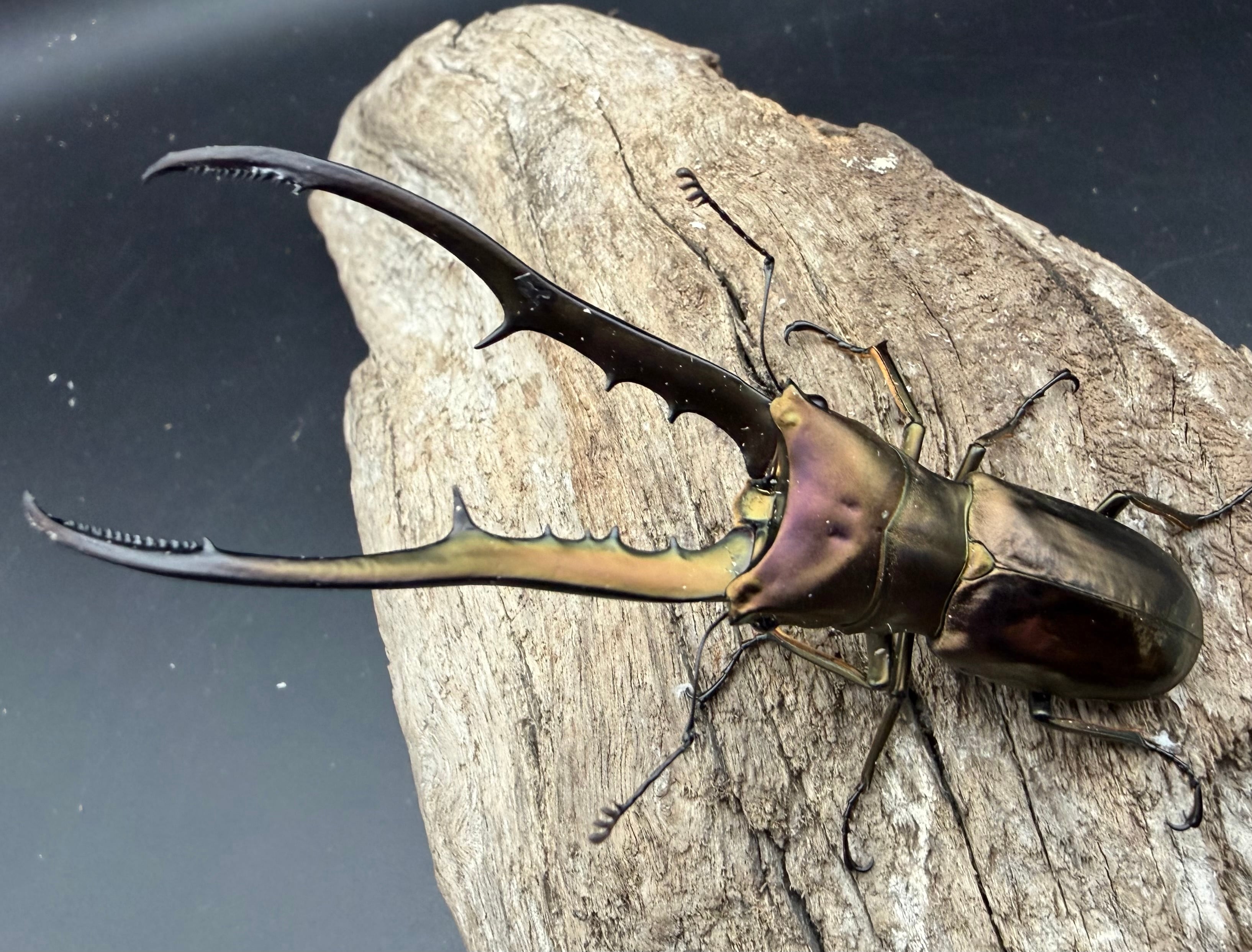 WD】《メタリフェルホソアカ亜種フィナエ 86mm ペア》 | KPW公式