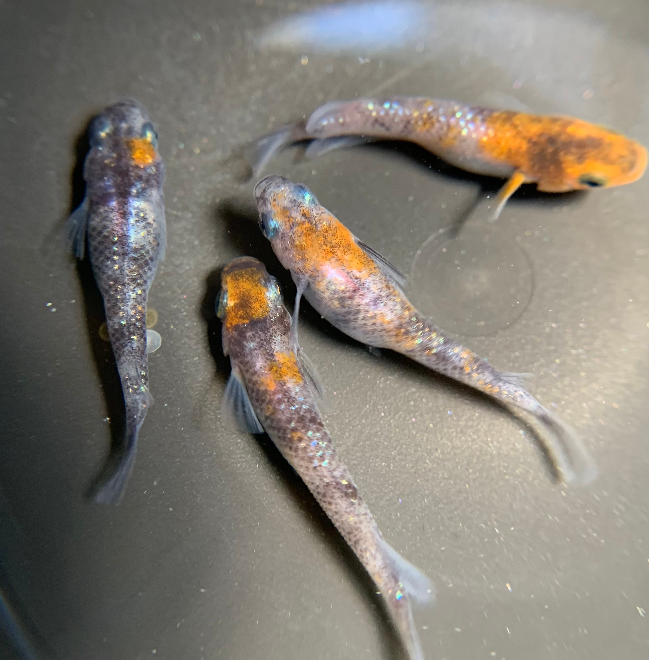 伝説ノ蝉】フウセンゼミ ハラブトゼミ Cystosoma saundersii 昆虫標本