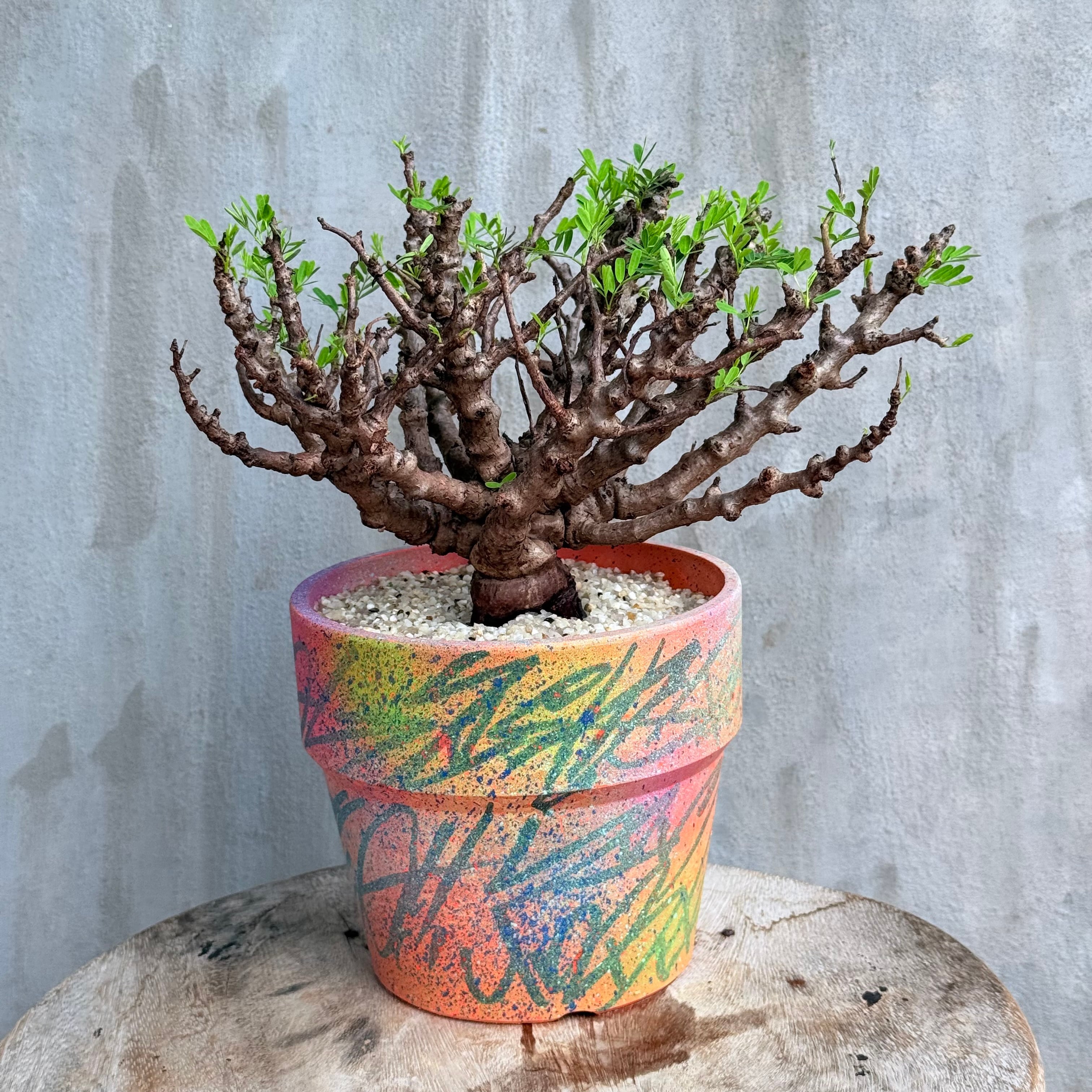 植物 | A-PLANTS
