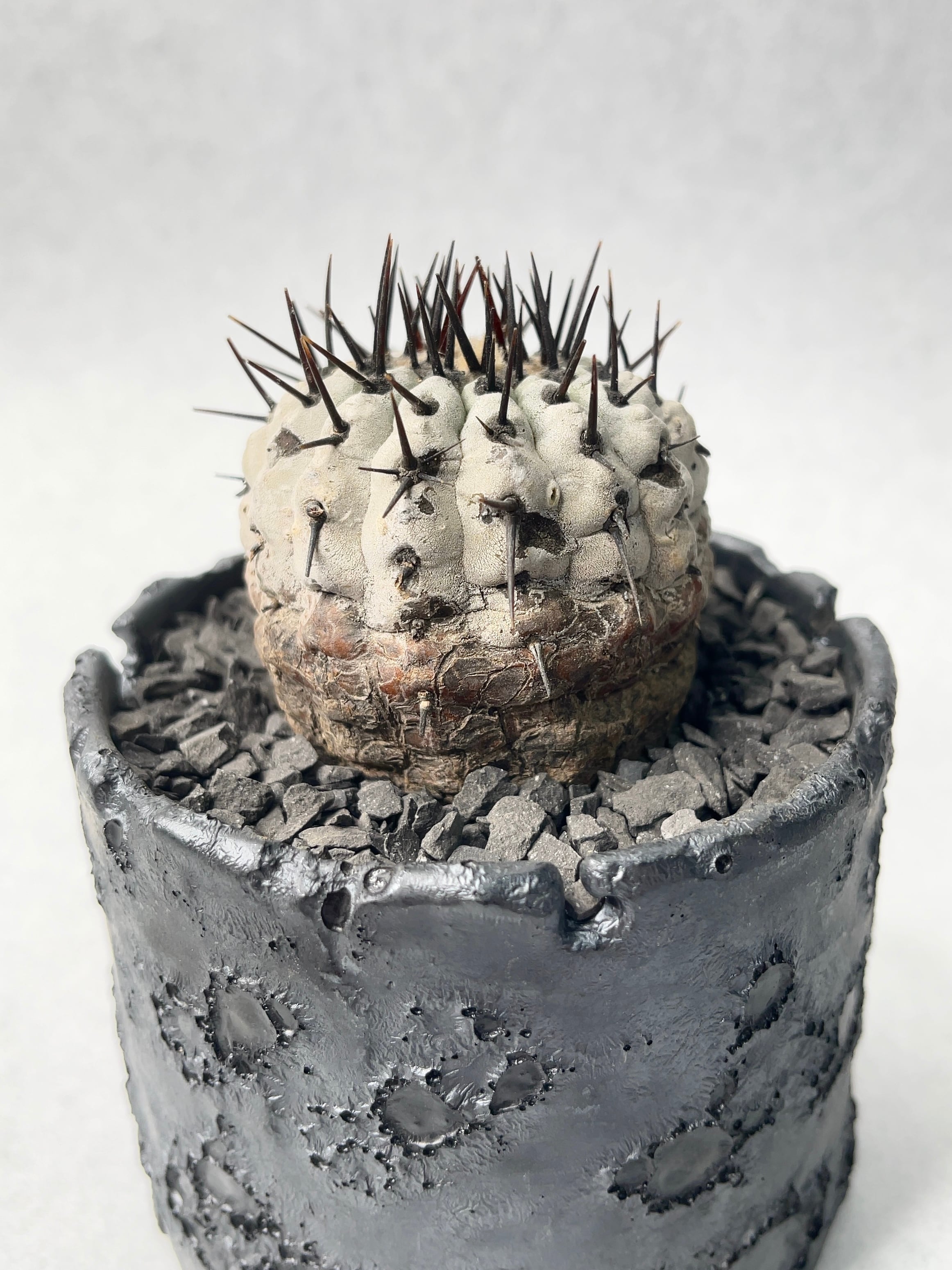 コピアポア・黒王丸 | trigger