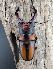 《ミラビリスノコギリクワガタ 64.5mm ♂単》
