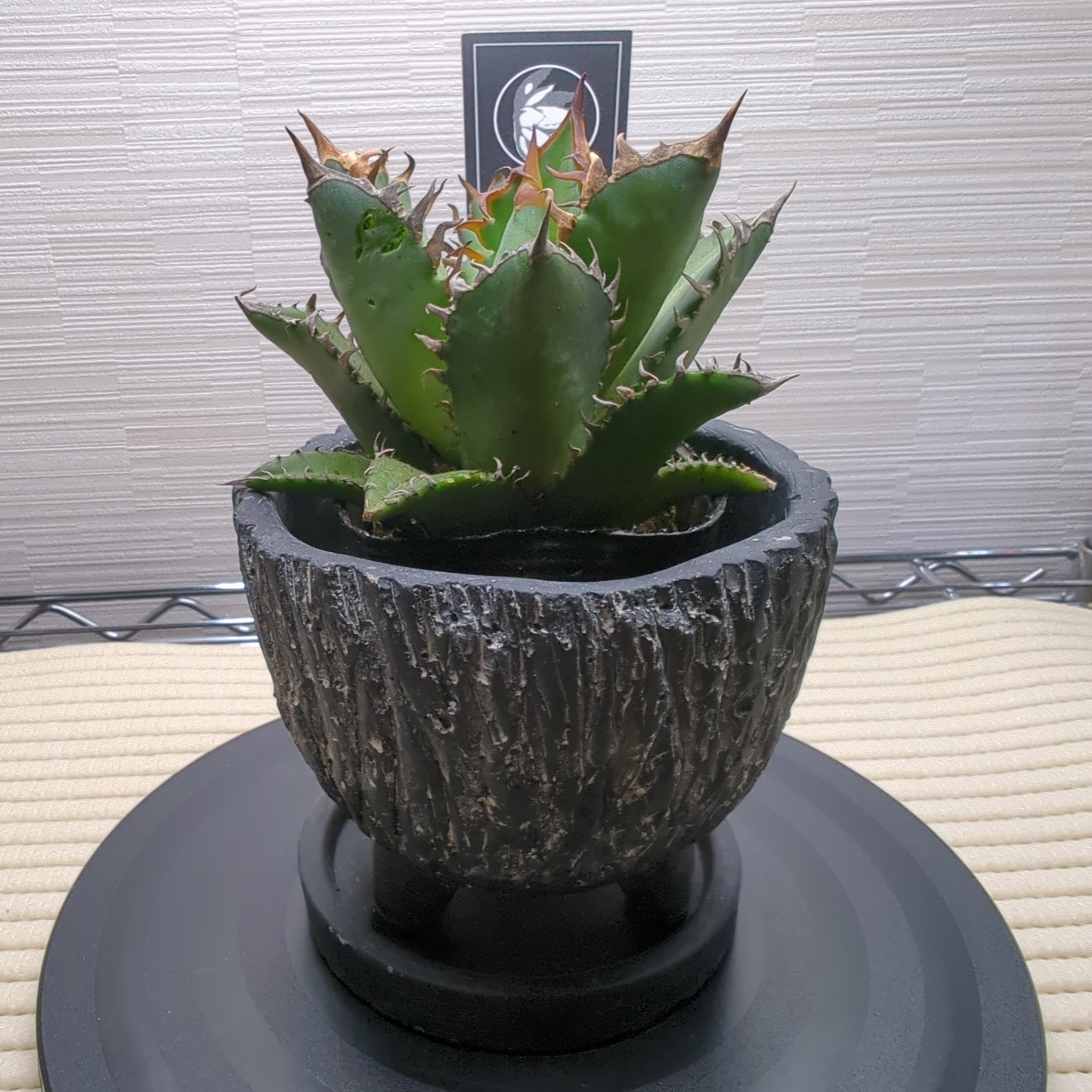 アガベ 鉢付きレッドキャット中株