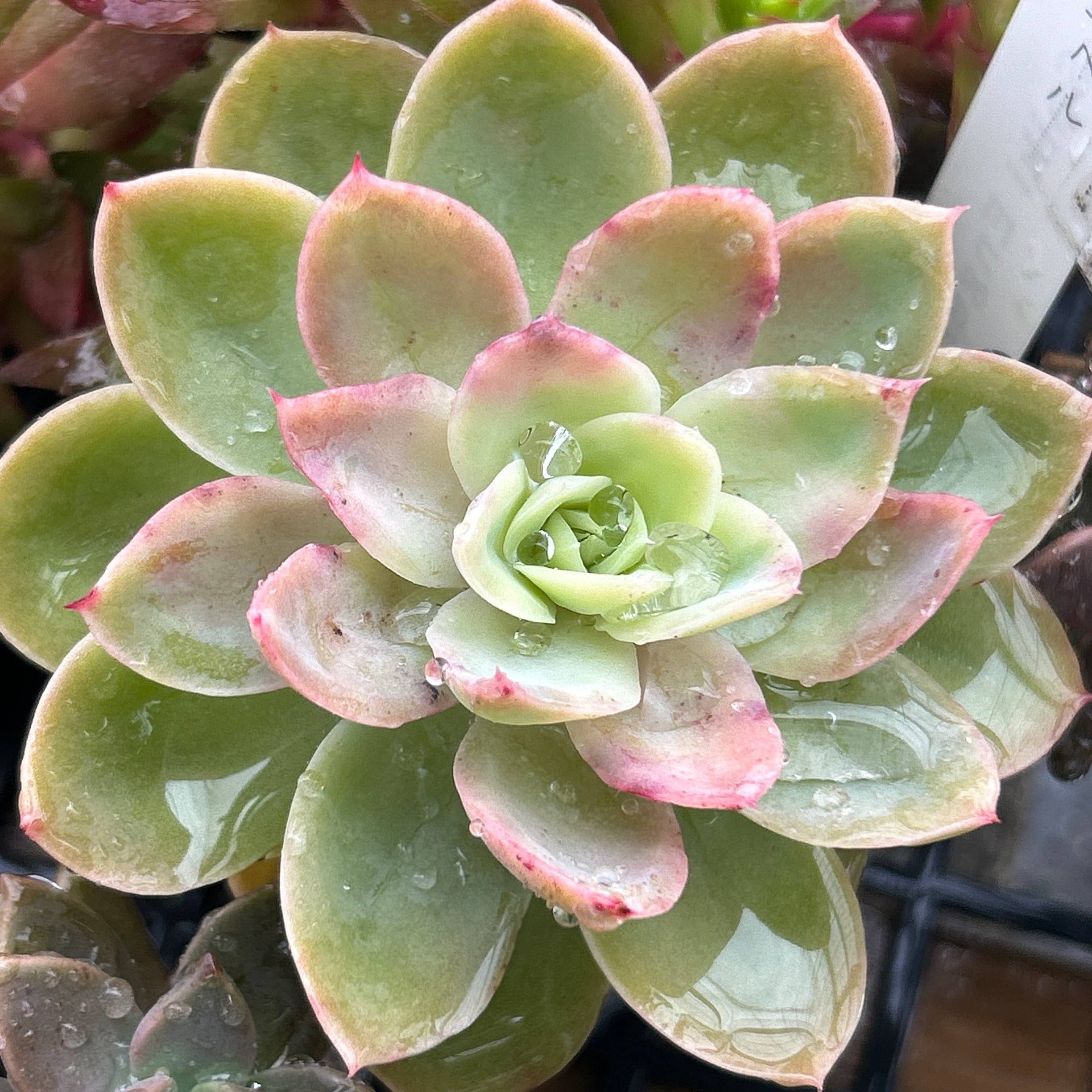 294d8f417d402b341e5be612f564cd