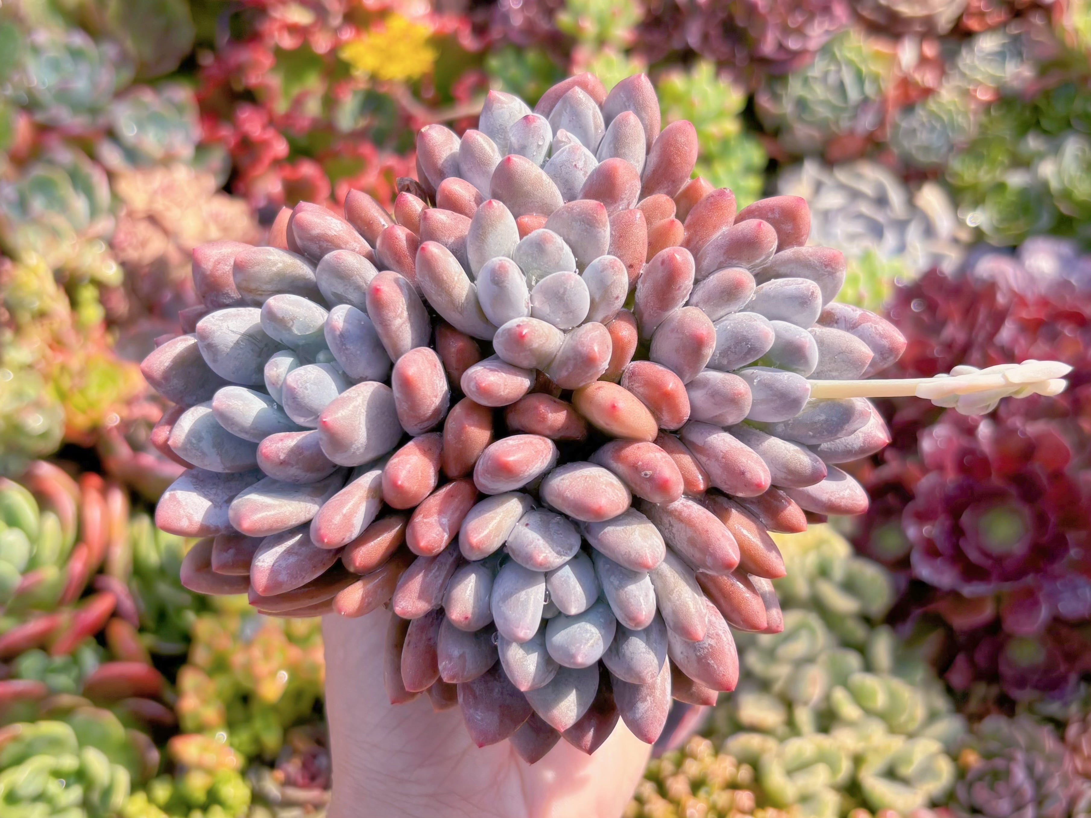 現品　香水#M220　るる農園