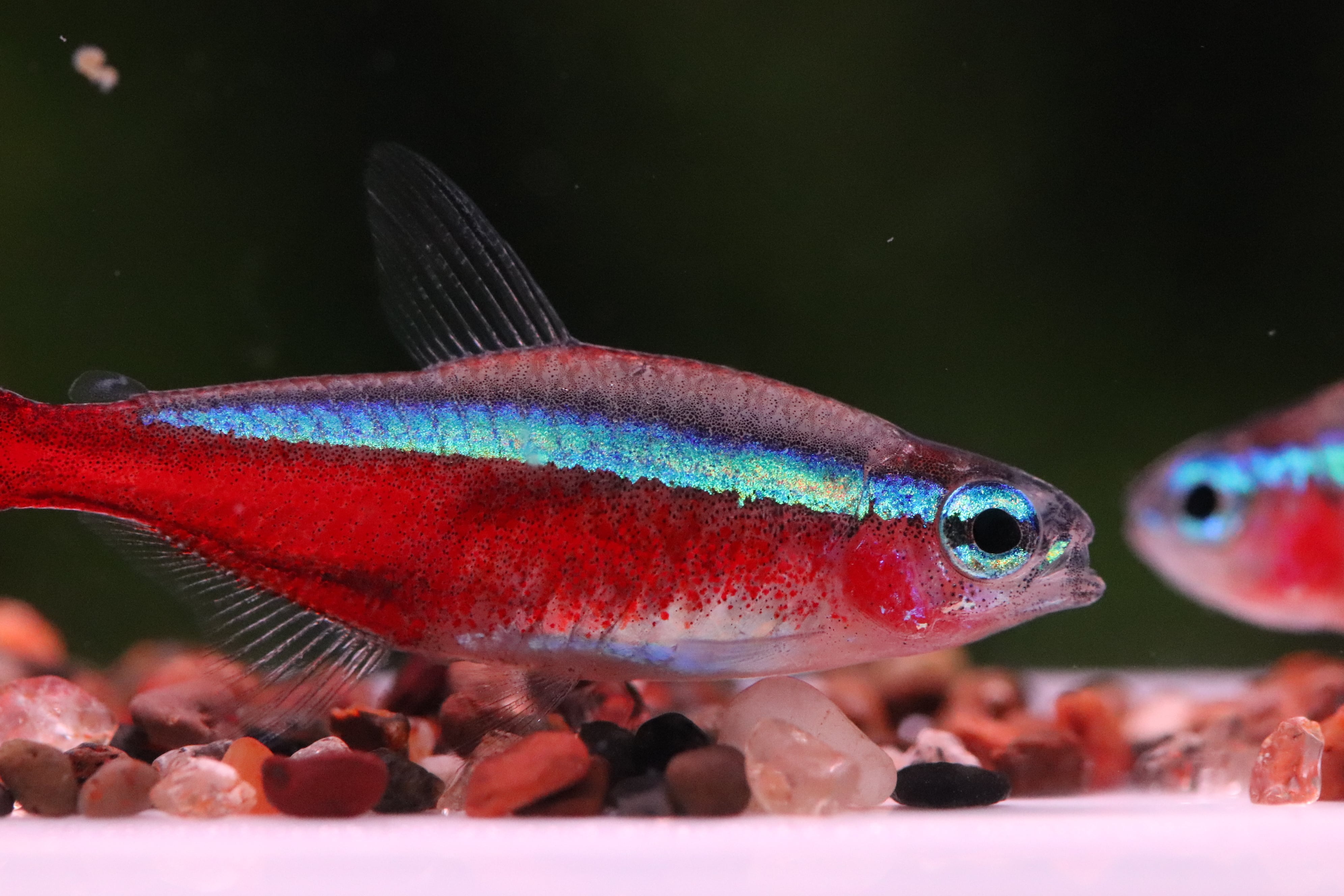 津軽プレミアム 4㎏ | aquarium shop earth