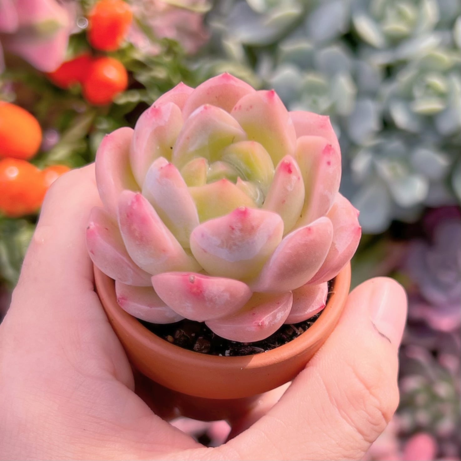 アルバビューティー 多肉植物 アルバビューティーxルビン 新入荷 るる農園 | るる