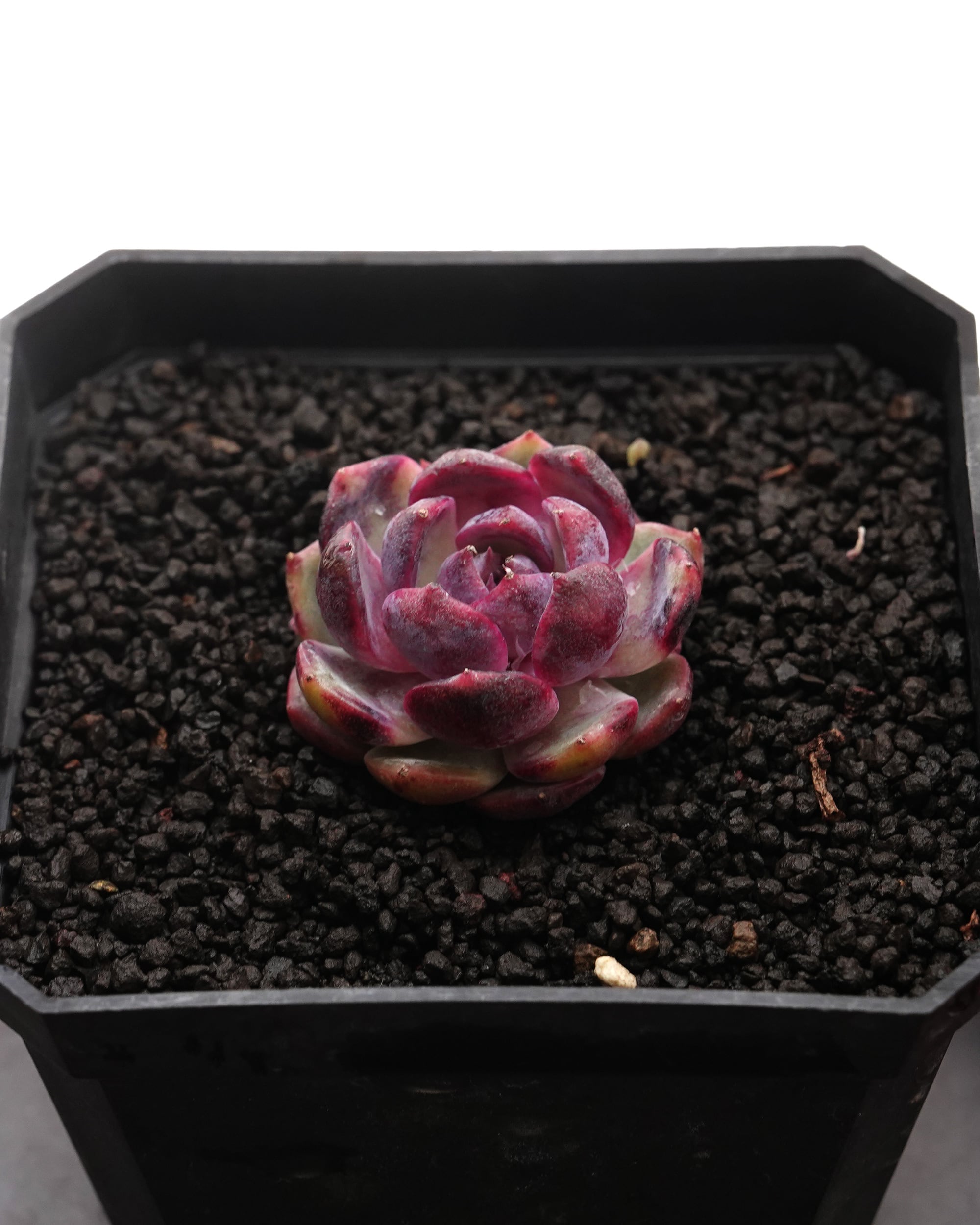 発根済カット苗 パープルバタフライ錦 Echeveria 'Purple Butterfly