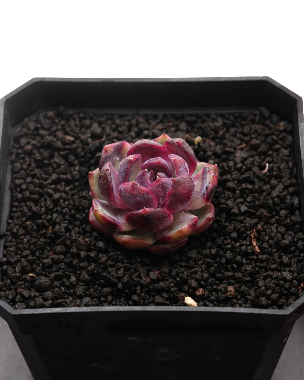 カット苗 ブルーベリー Echeveria 'Blueberry'