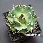 【PREMIUM】抜き苗 フィリグリー Agave oteroi 'Filigree'