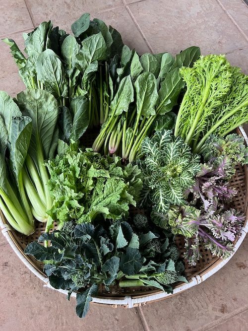 リピーター様限定 規格外の為セール『冬色』臨時販売 今週木金発送