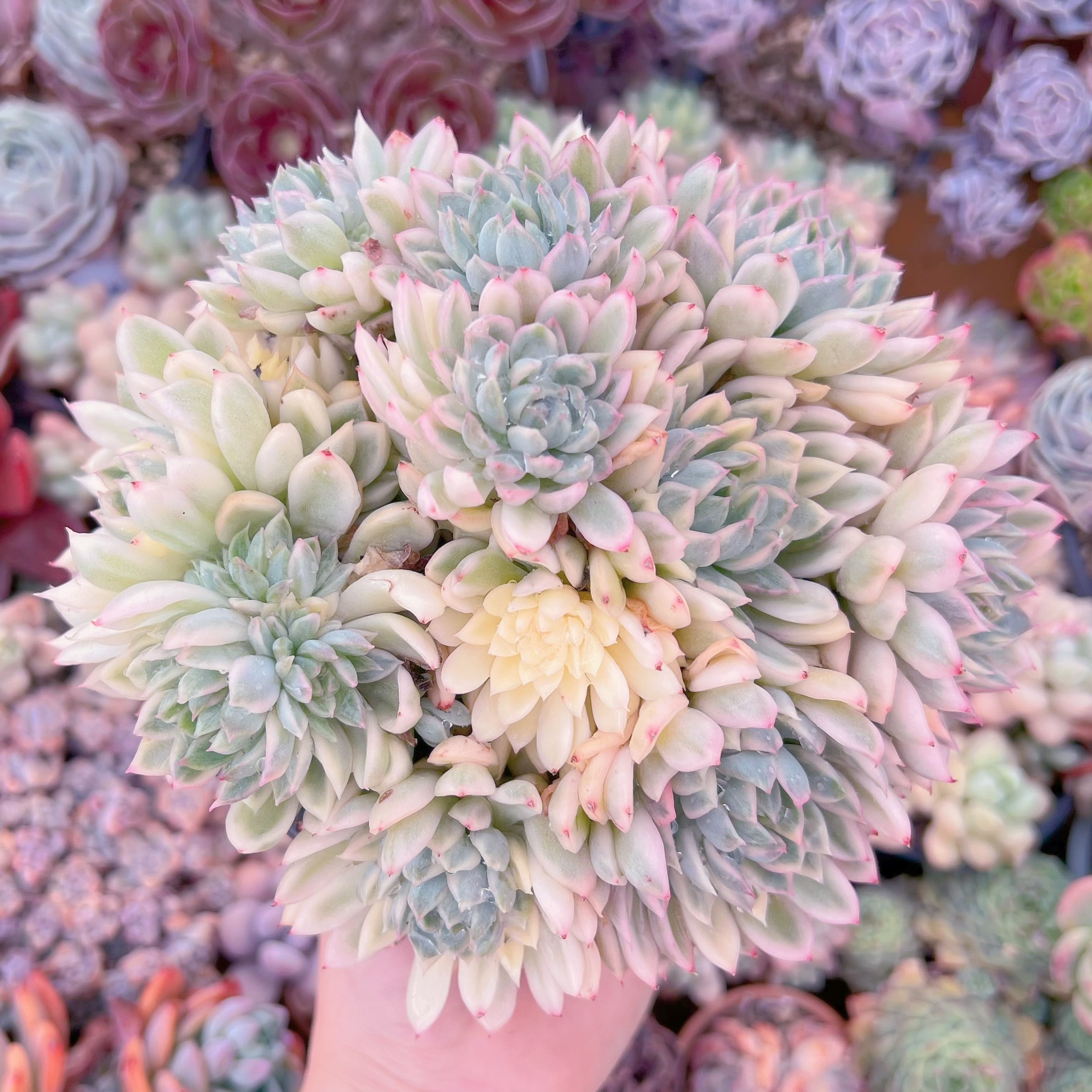 現品　女雛錦#300　新入荷　るる農園