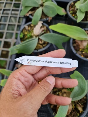P. willinckii cv. Pygmaeum sporeling【artPLANTs】ビカクシダ/Platycerium