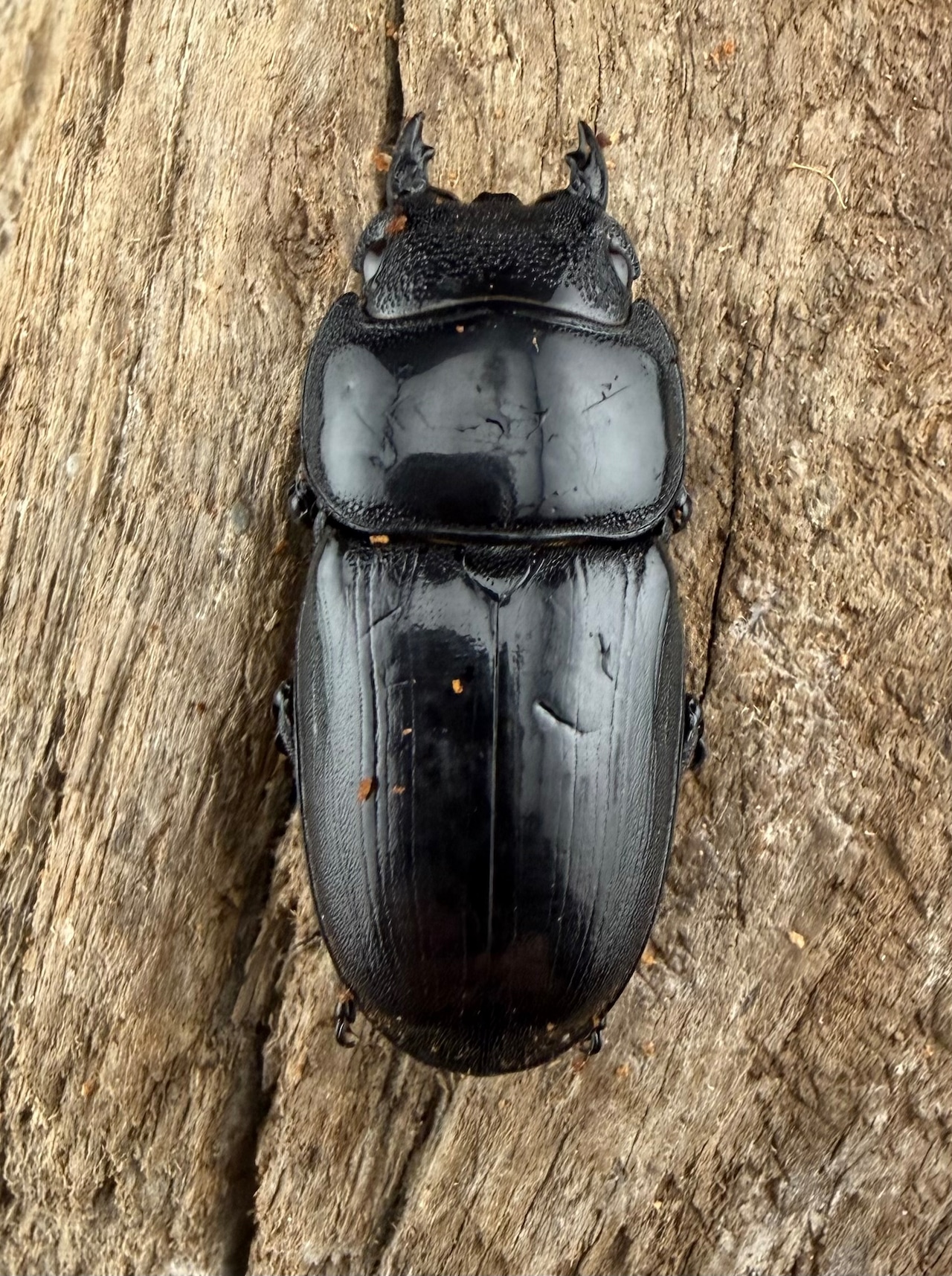 【WD】《アルキデスヒラタ アチェ産 長歯 83mm ペア》