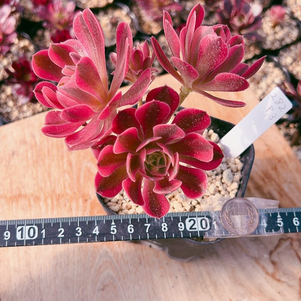 ピンクウィッチ 太幹 多頭 多肉植物 アエオニウム 美苗 #282 3 | Pay ID